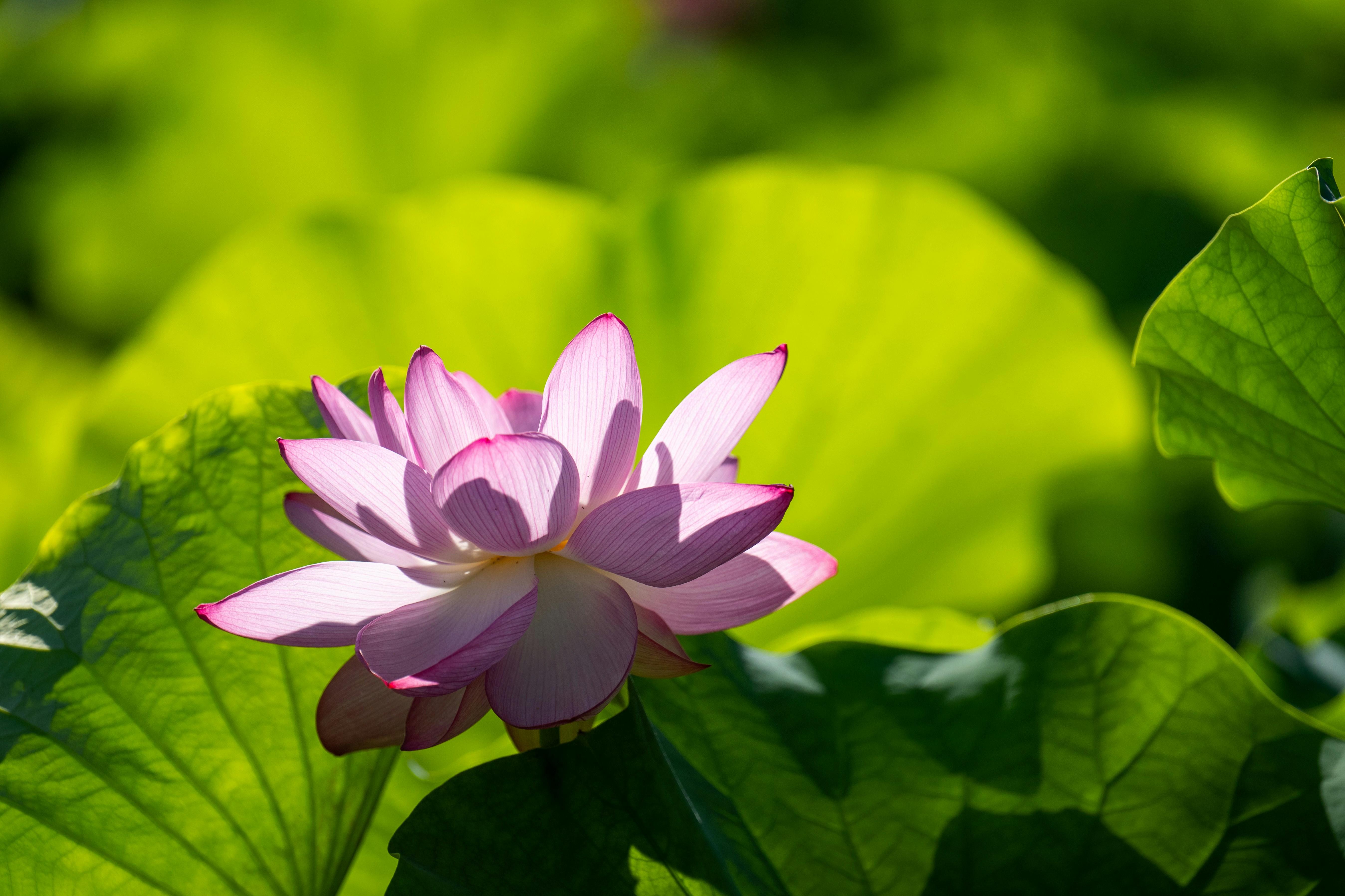 6 Botanical Self-Care Breathing Rituals for Spring