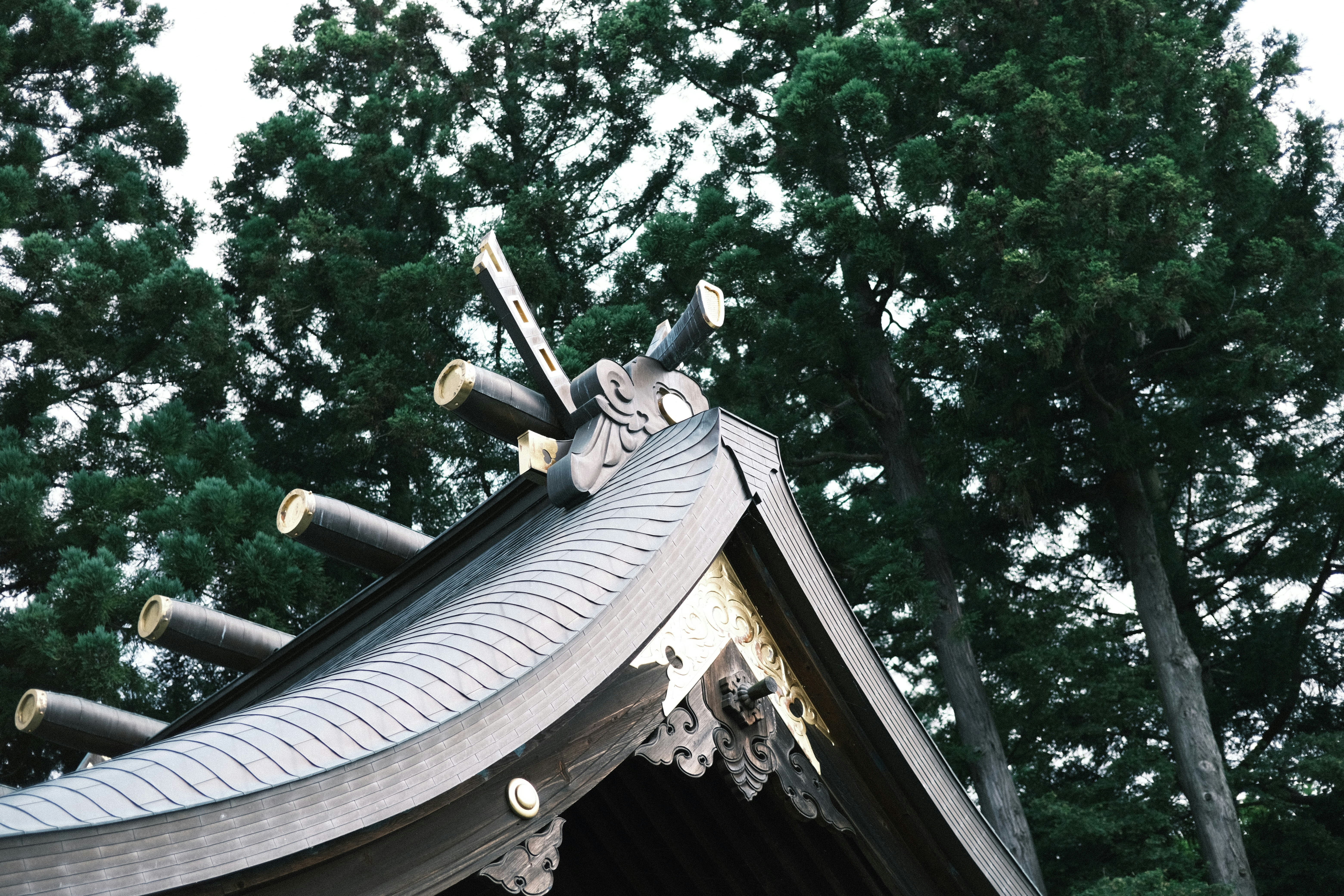 Photo by seiya_maeda