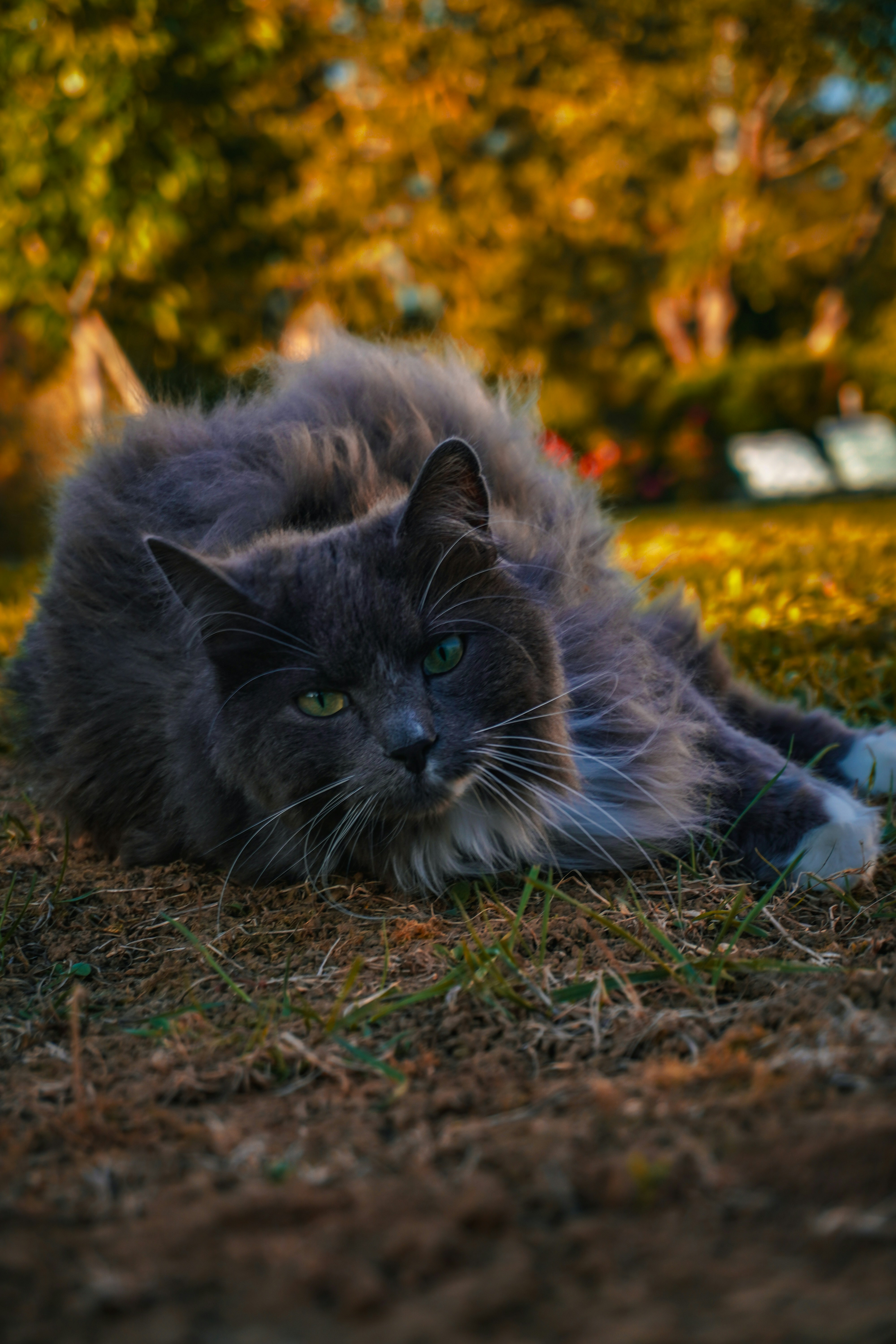 Photo by lucadamantium