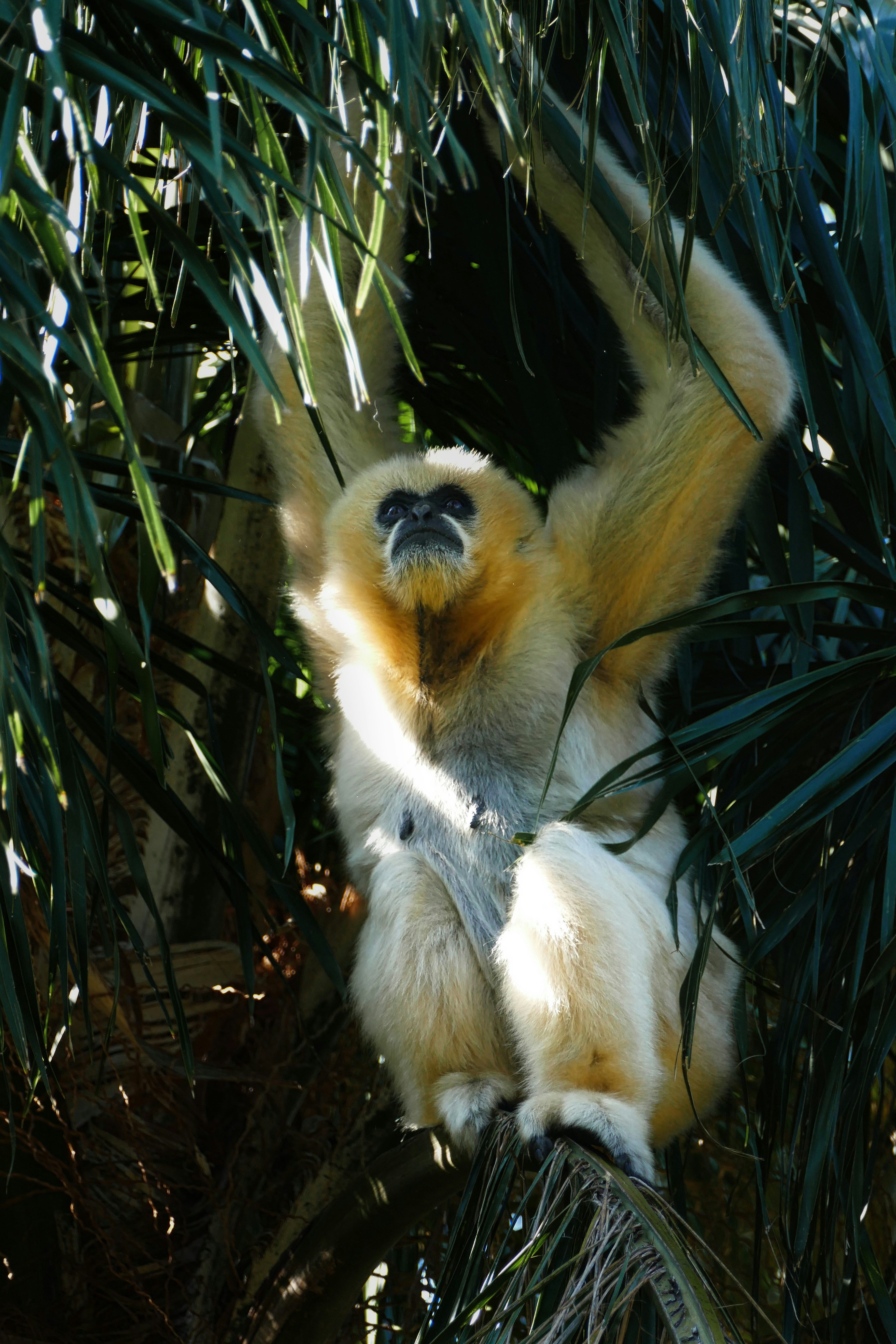 A white and yellow monkey hanging from a tree