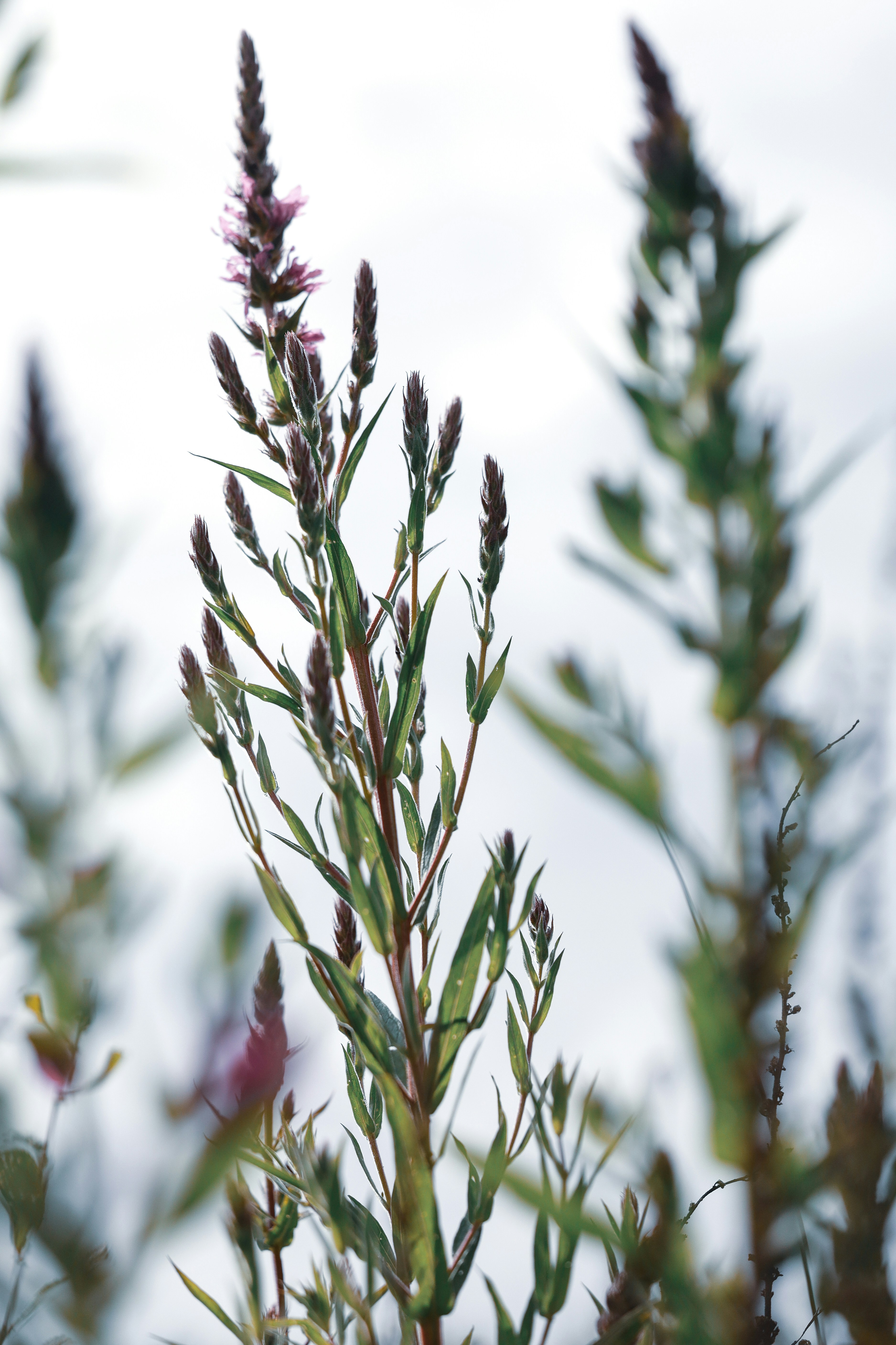 Photo by grievek1610begur