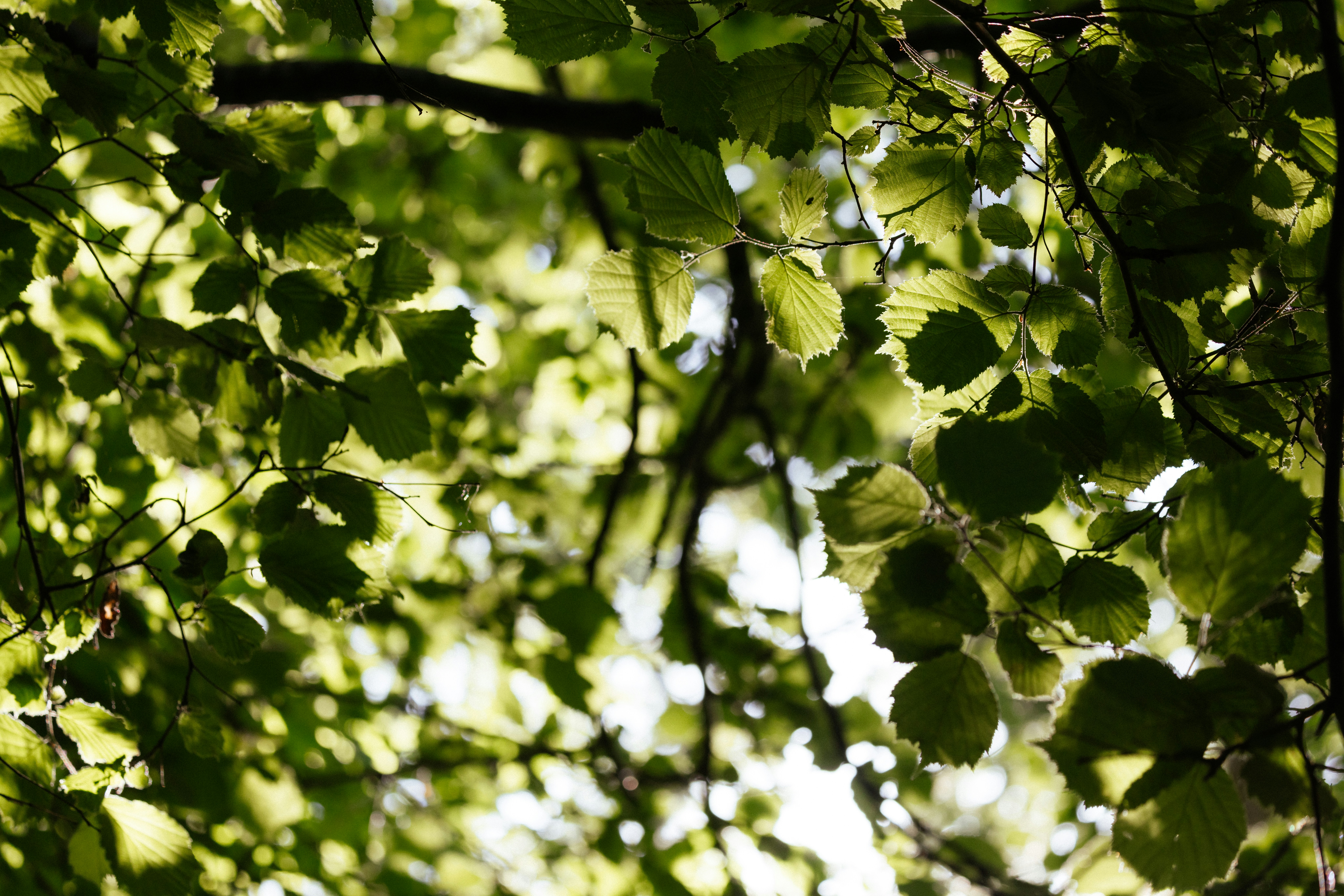 Photo by anniespratt