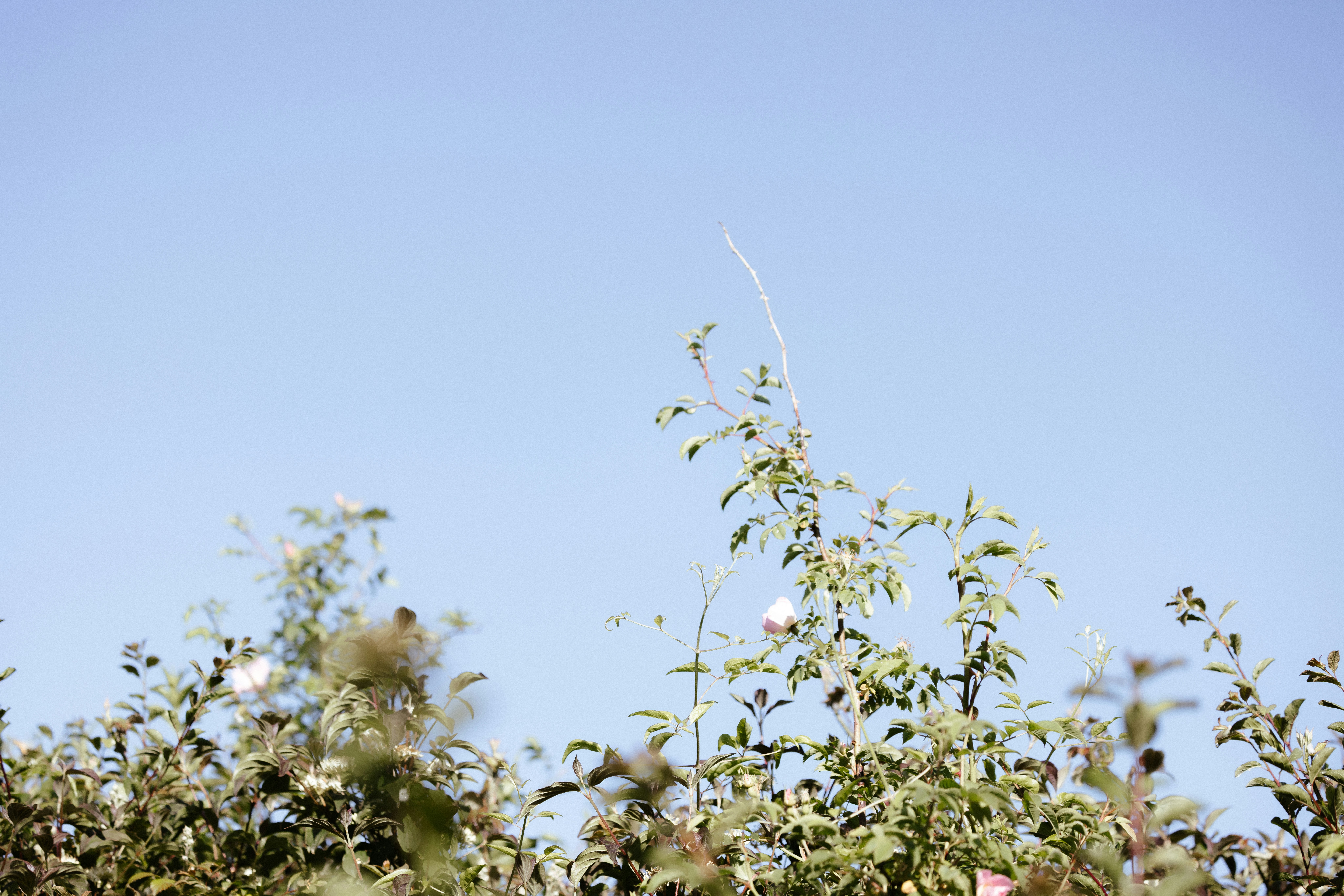 Photo by anniespratt