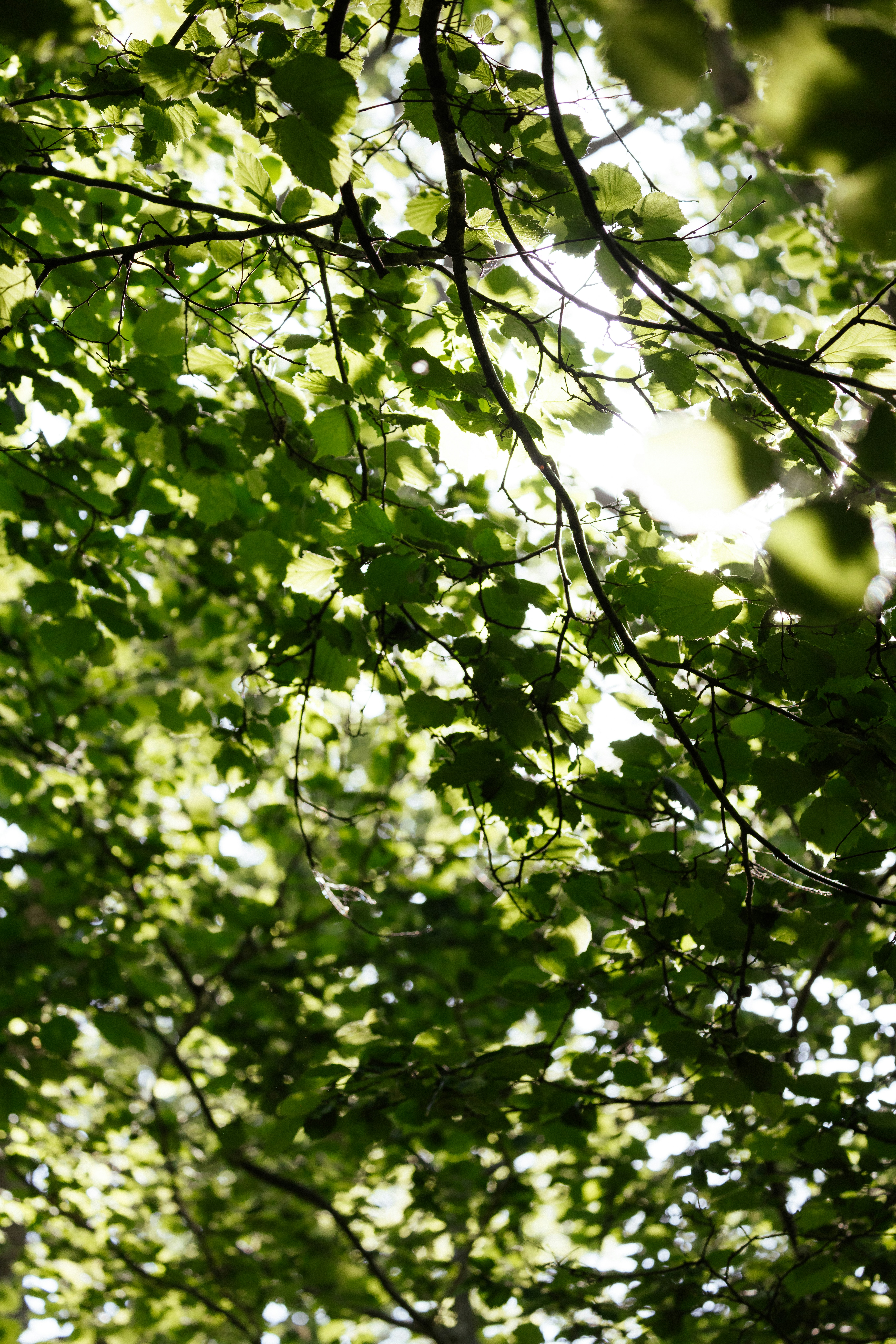 Photo by anniespratt