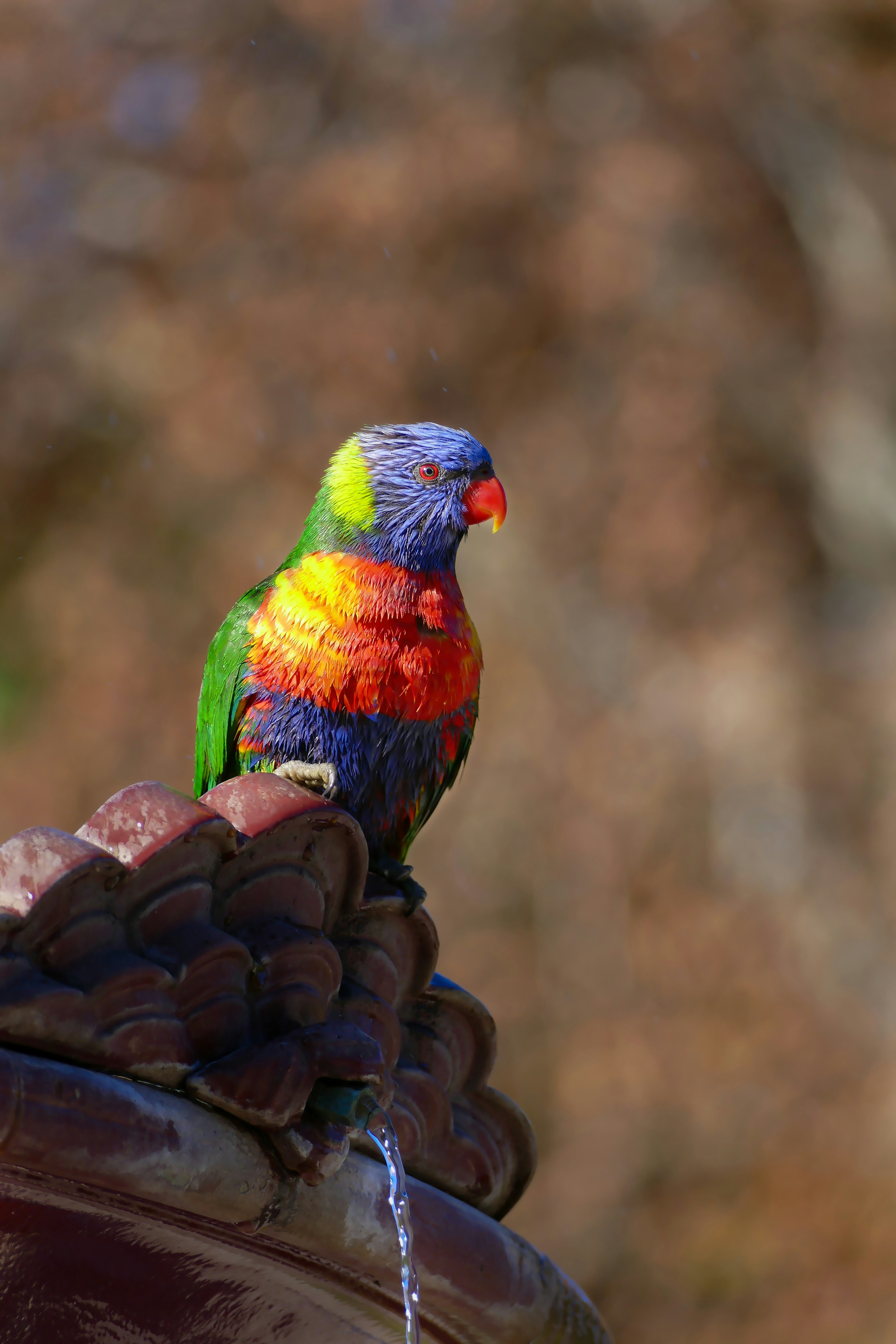 A colorful bird sitting on top of a brown glove