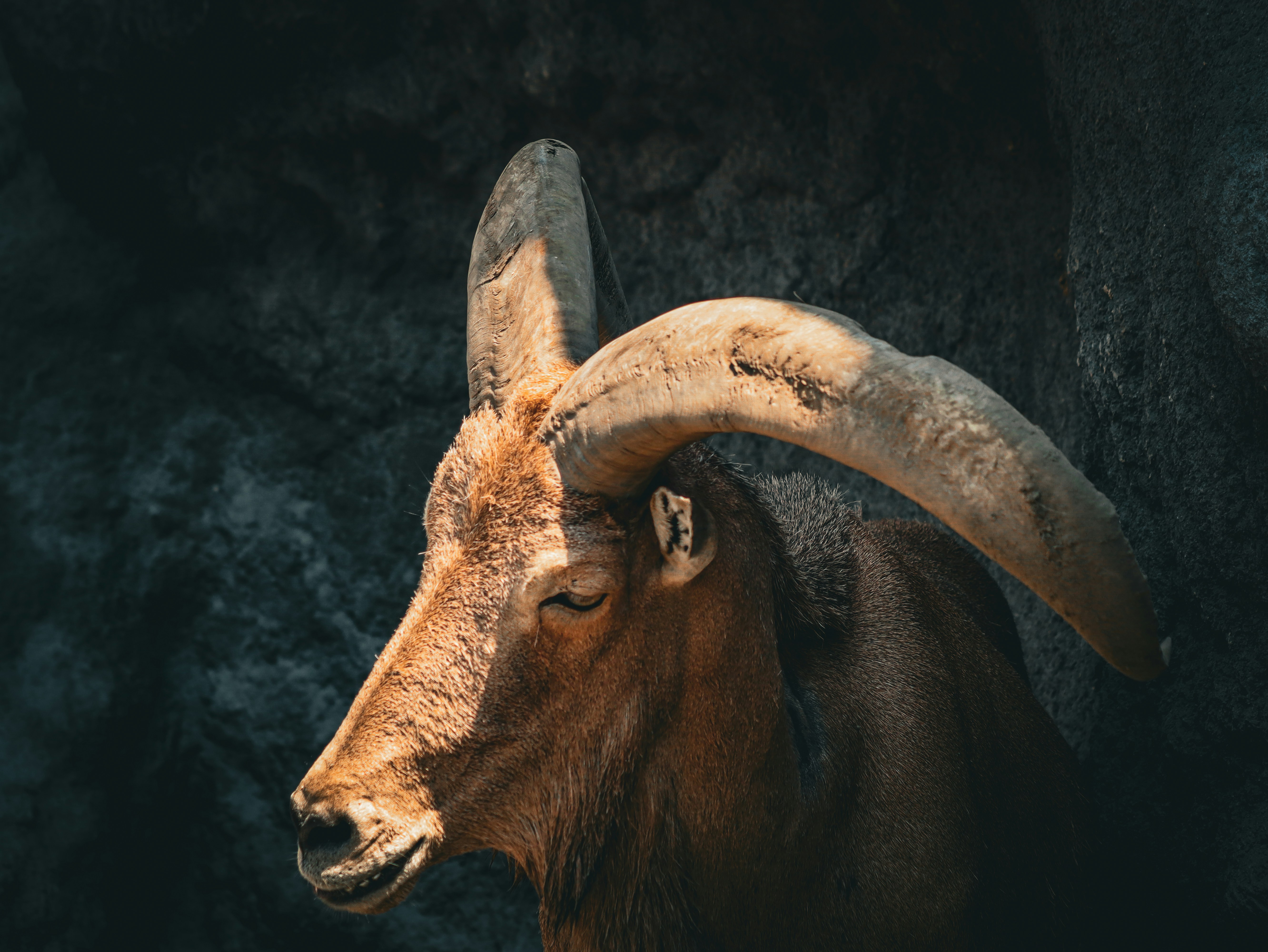 A ram with large horns standing in a cave