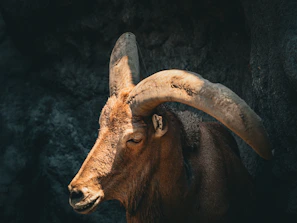 A ram with large horns standing in a cave