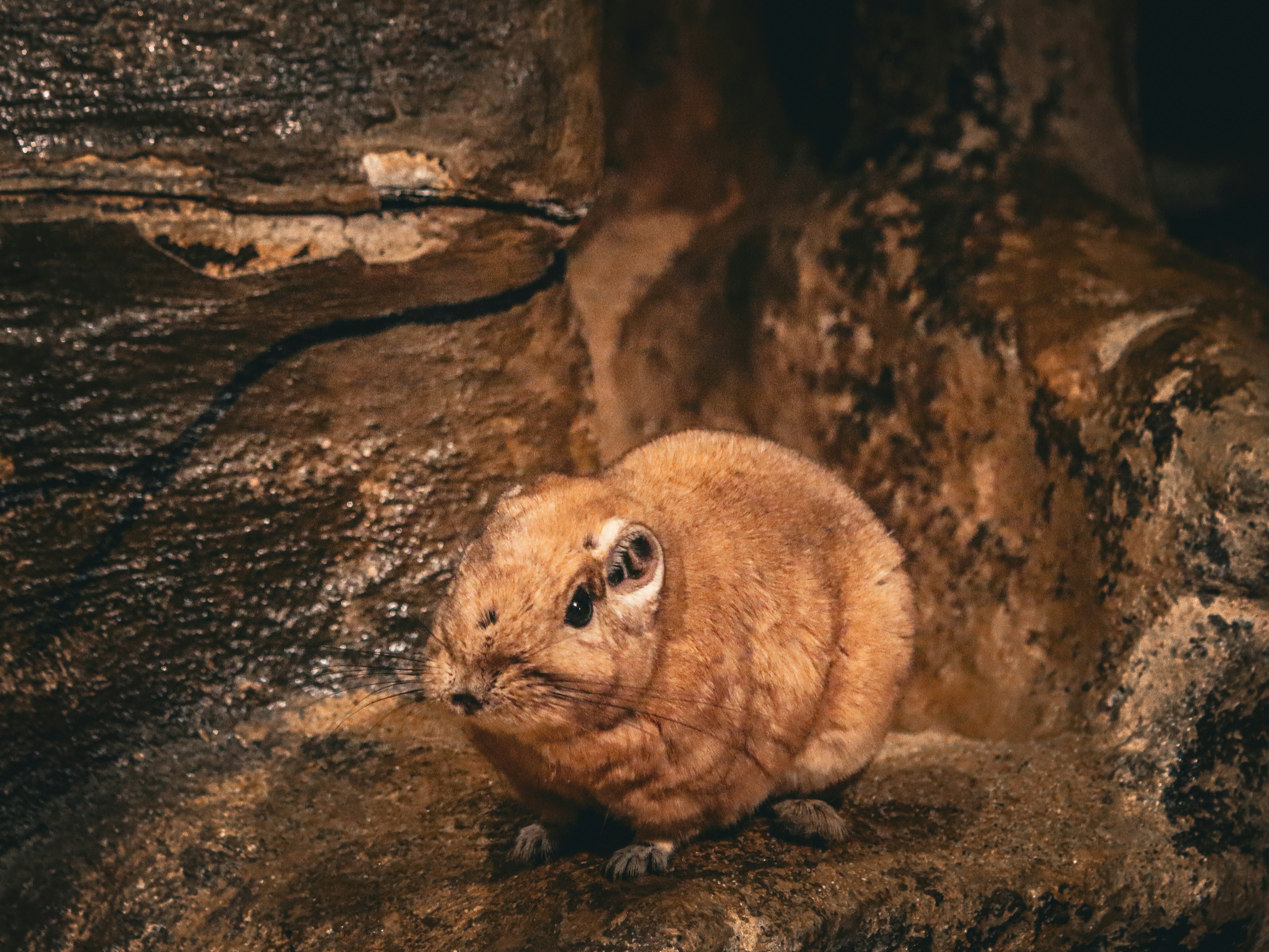 A small brown animal sitting on top of a rock