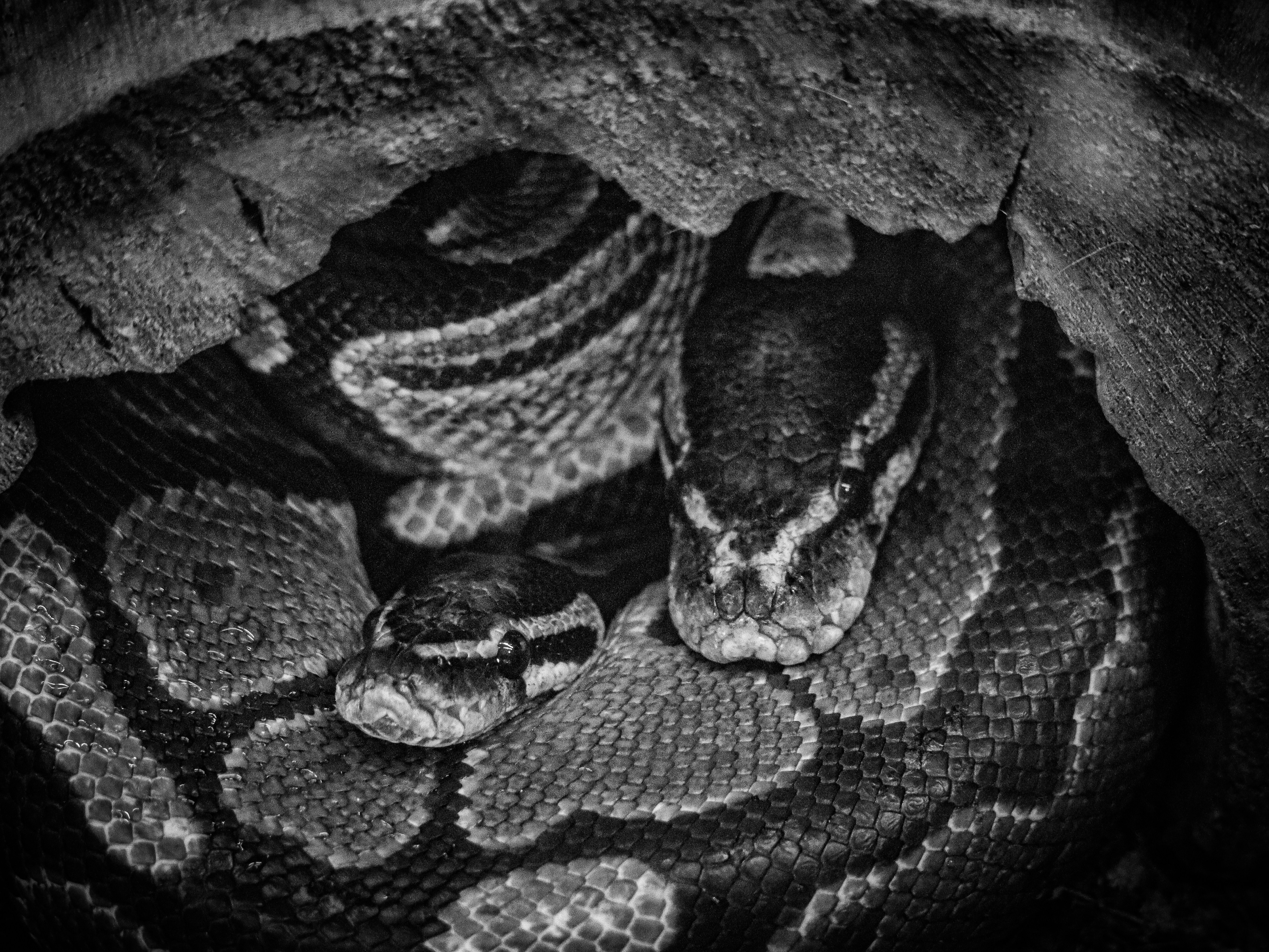 A black and white photo of a snake (Photo by Nikola  Tomašić on Unsplash)