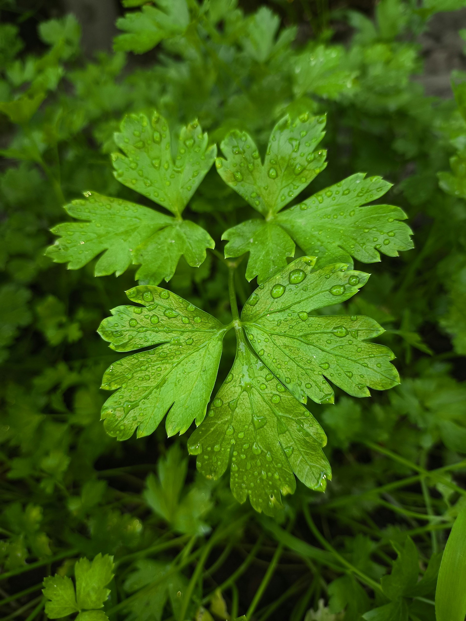 A close up of a green plant with drops of water on it