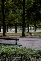 A park bench in the middle of a park