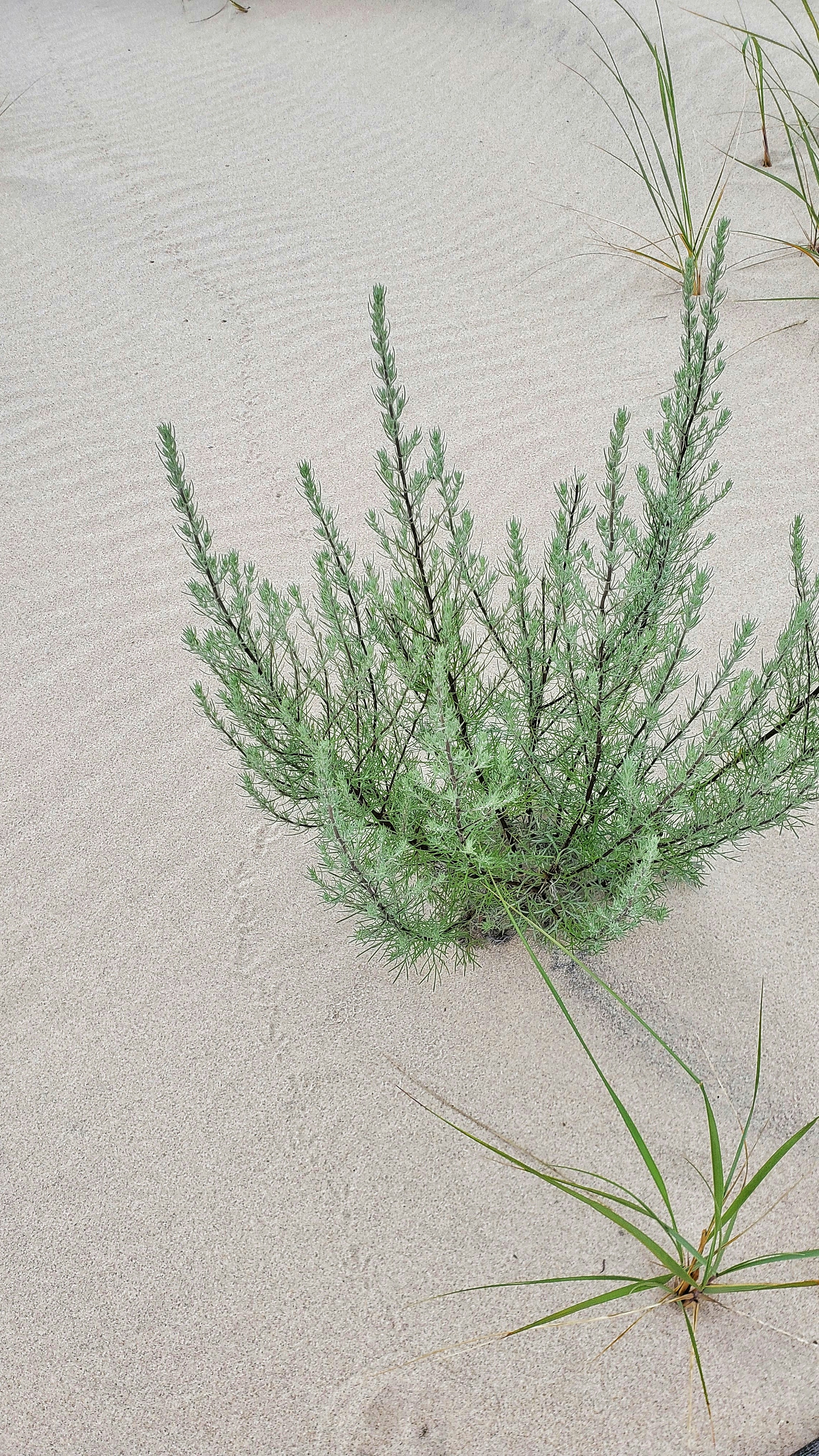 Photo by daria_zubal