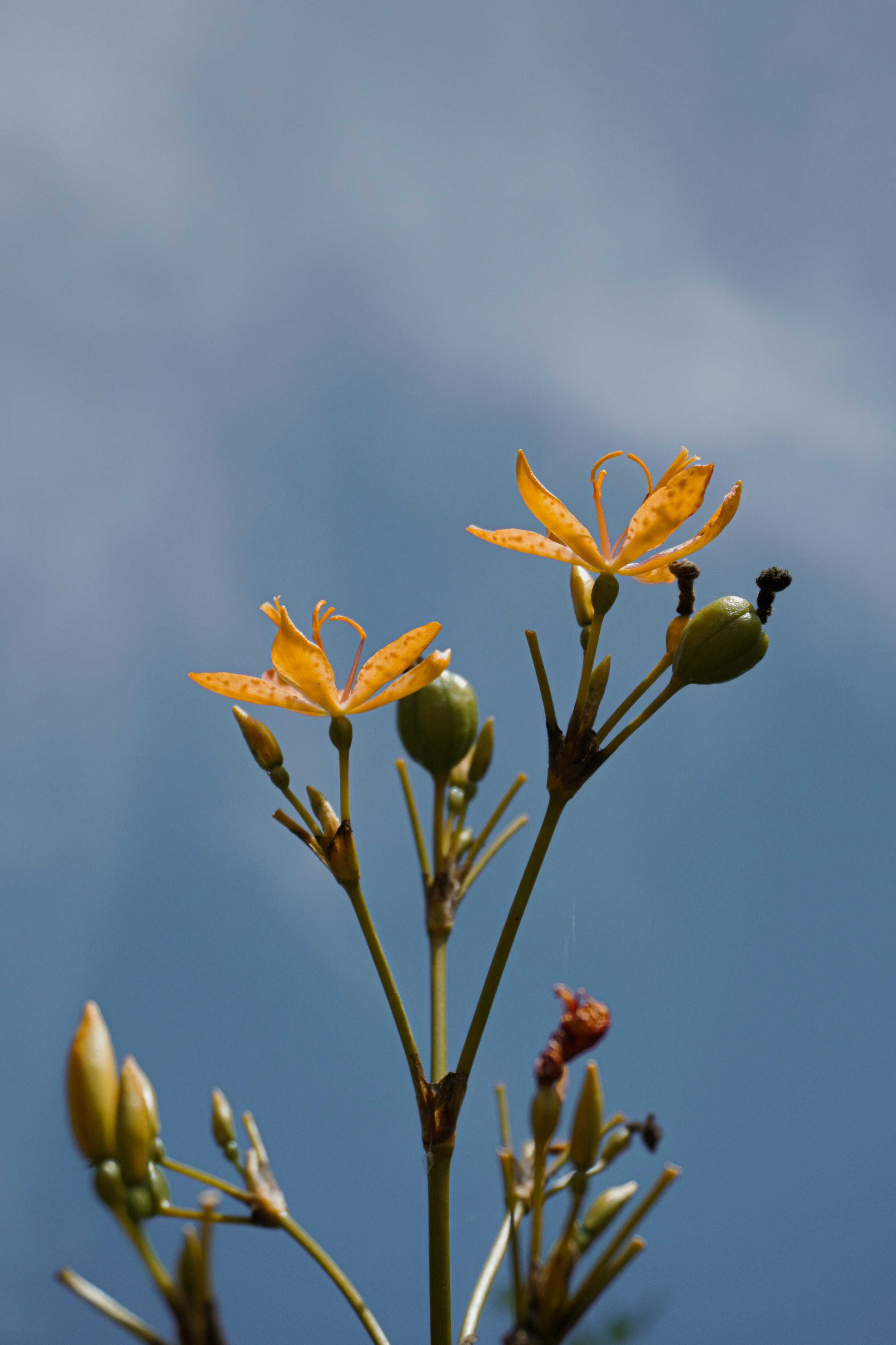 Photo by andreicastanha