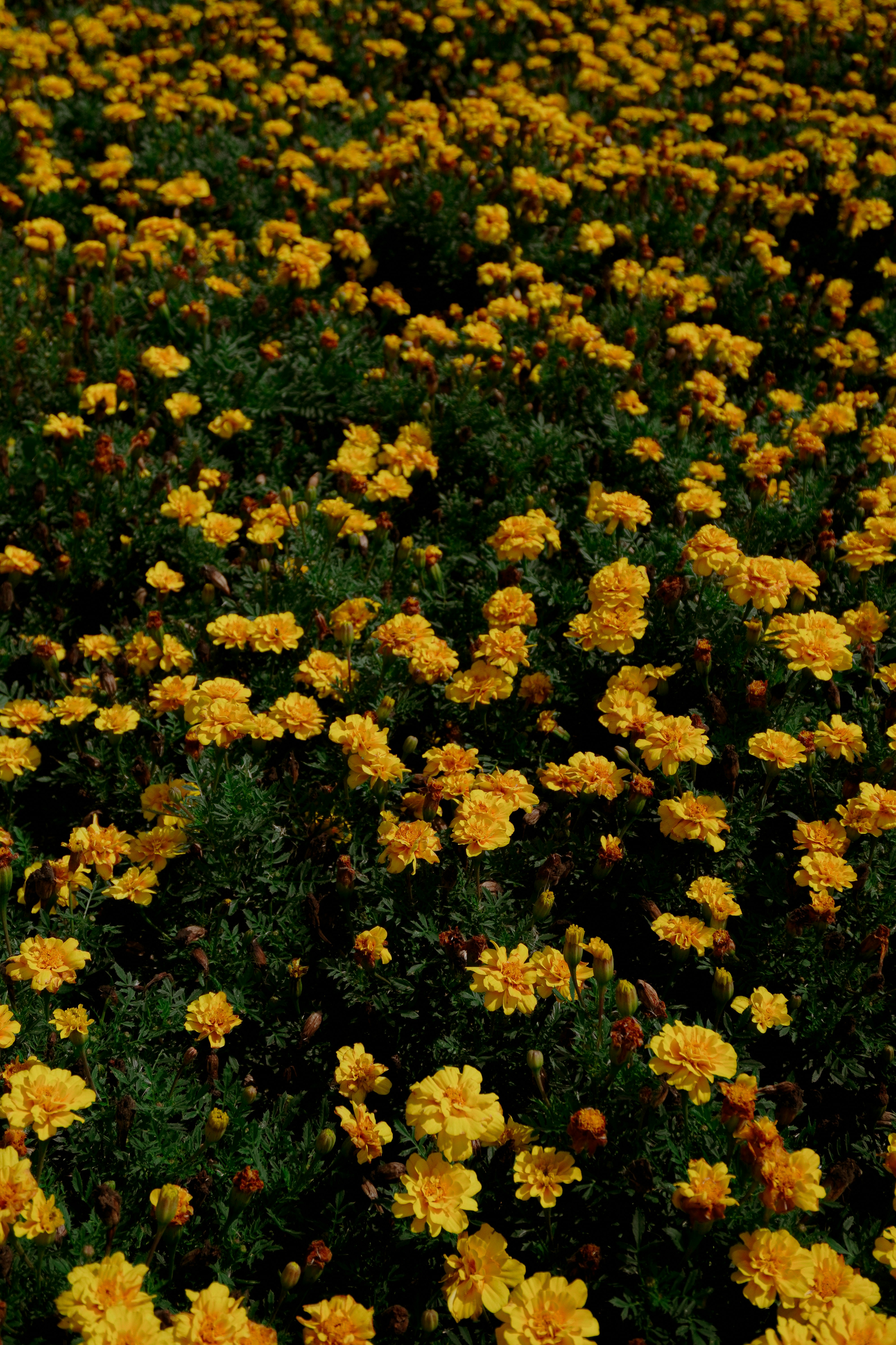 Photo by andreicastanha