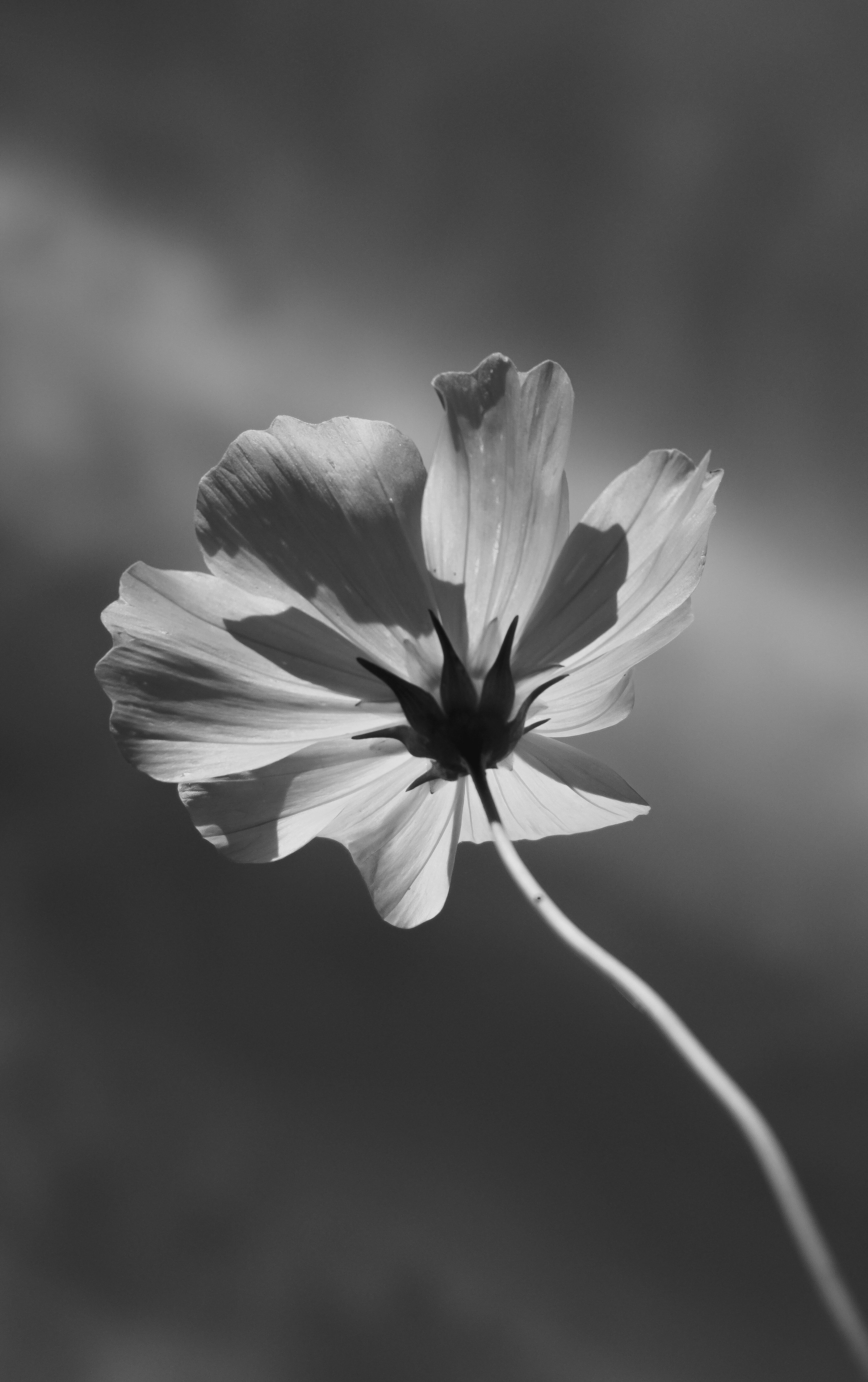 Photo by andreicastanha