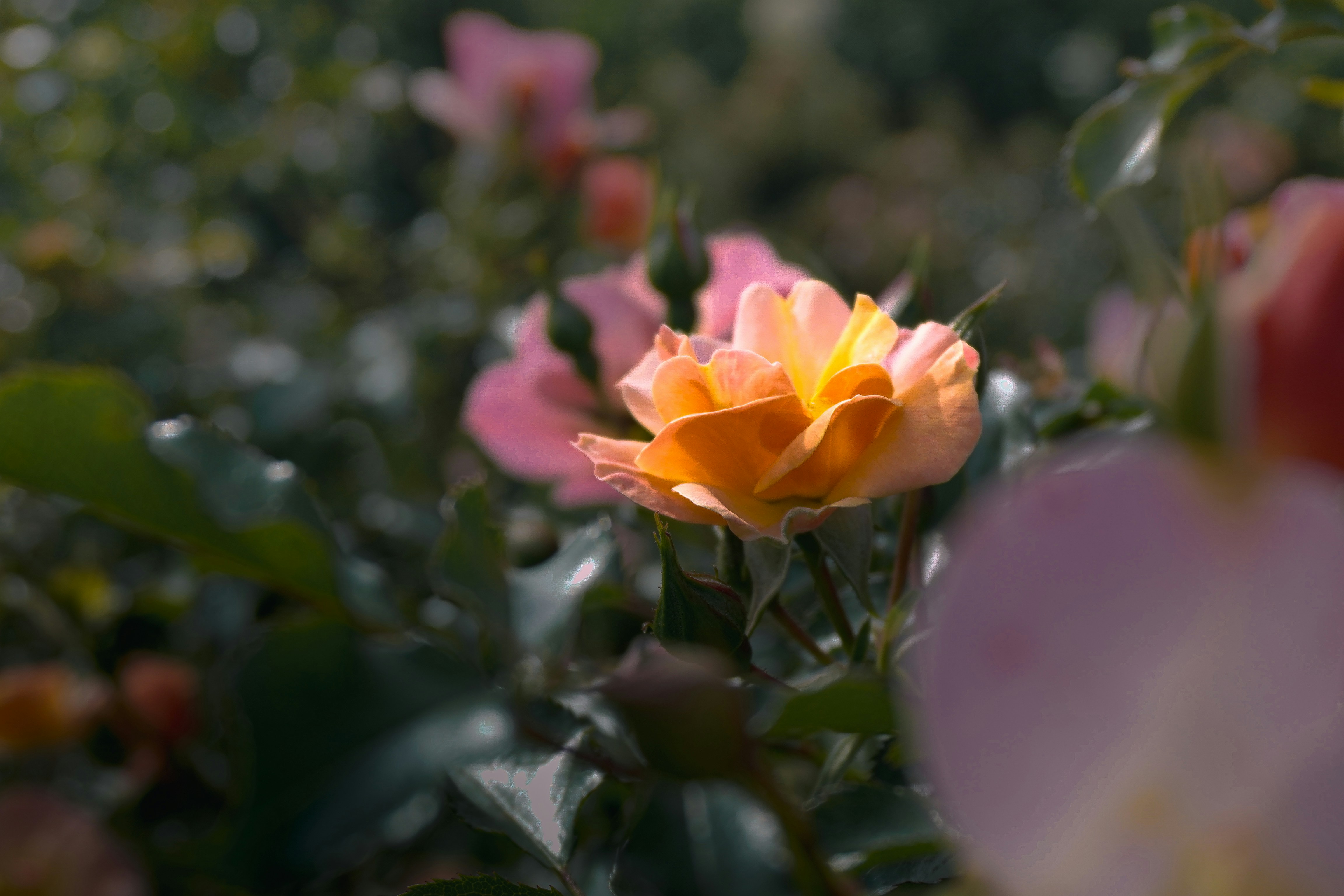 Photo by andreicastanha