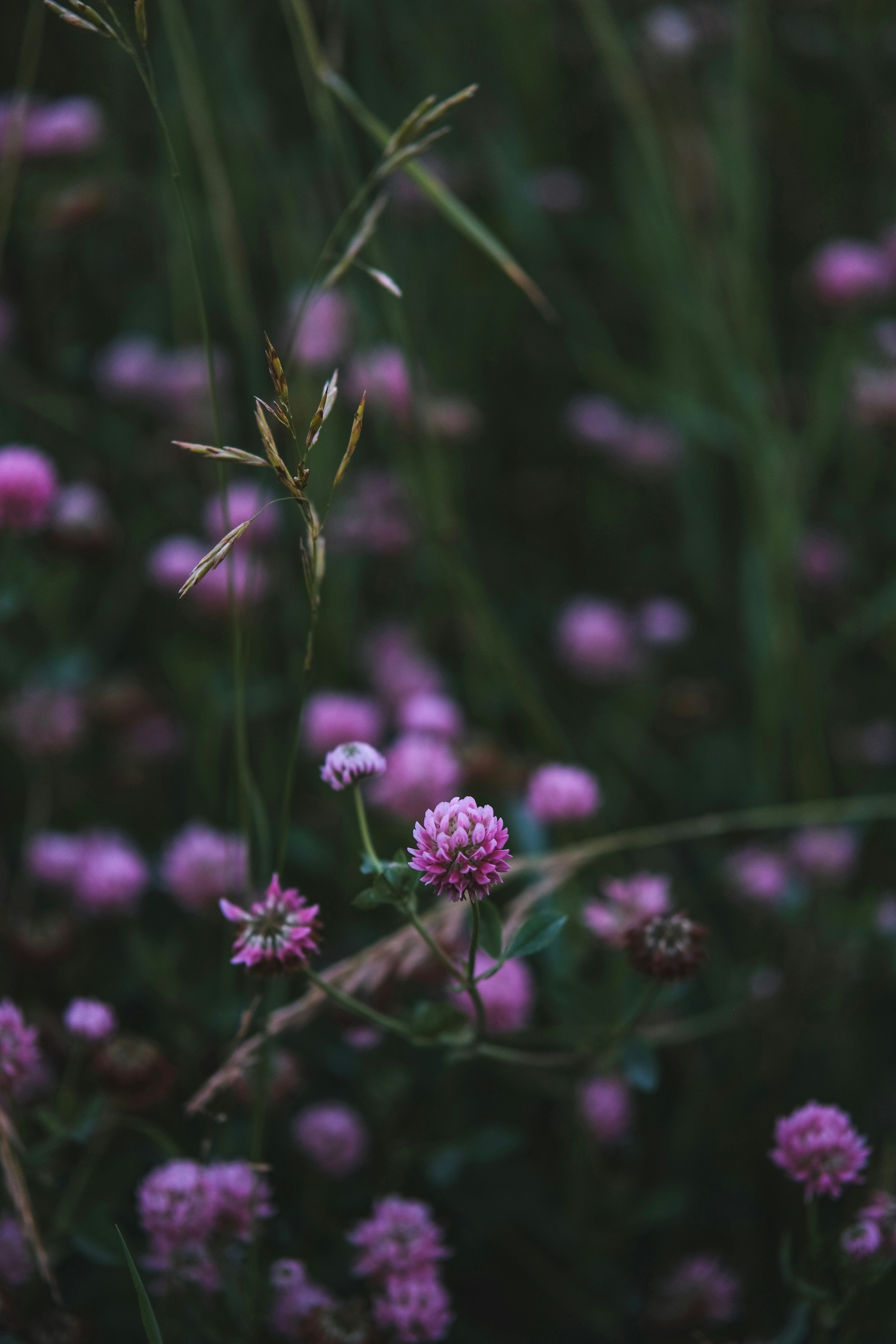 Photo by rolig_basseng