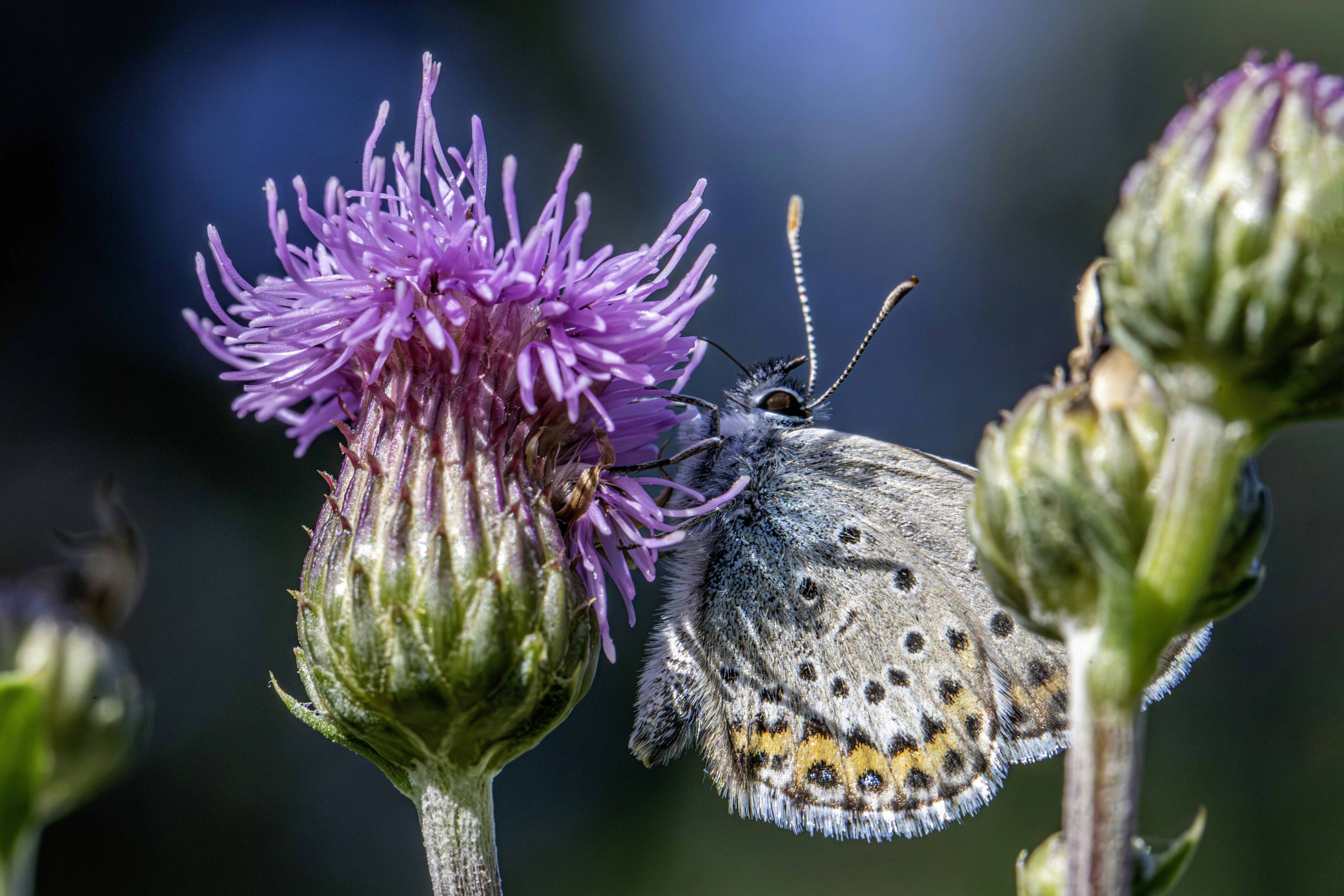 A butterfly sitting on top of a purple flower