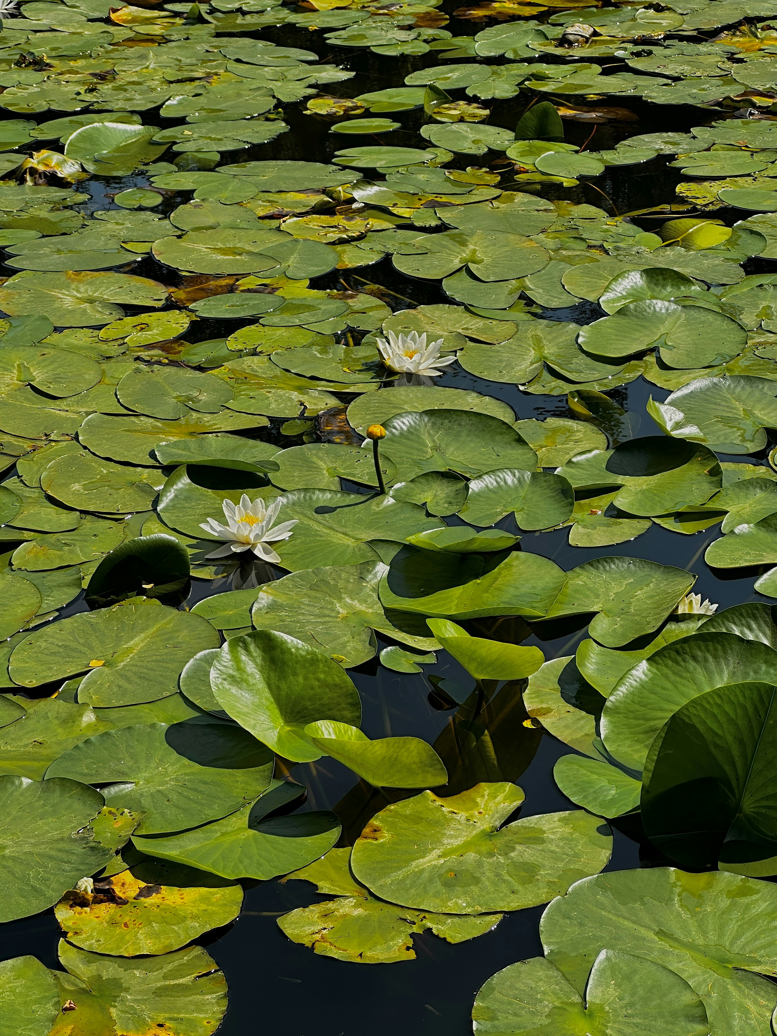 Photo by nia_dergaliuk