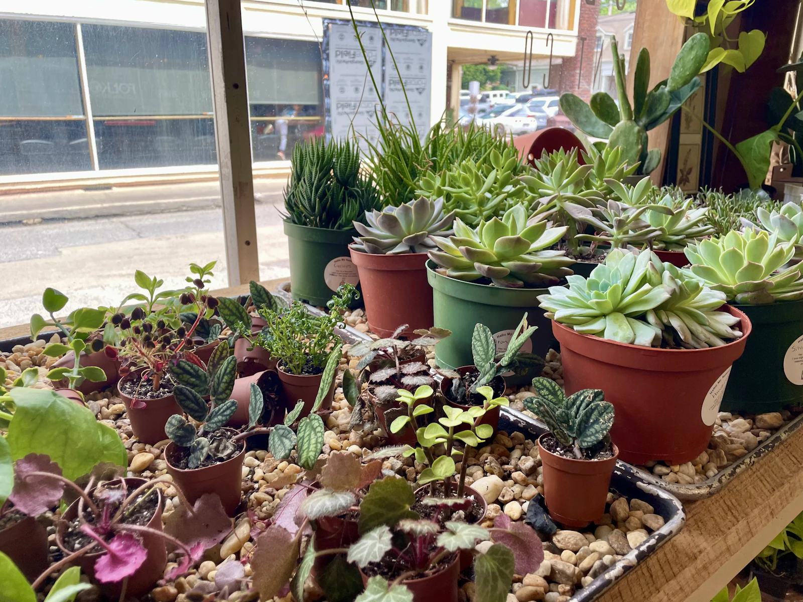 A variety of succulents and plants in pots on a table