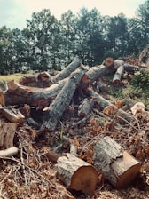 A pile of wood sitting in the middle of a forest