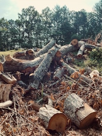 A pile of wood sitting in the middle of a forest