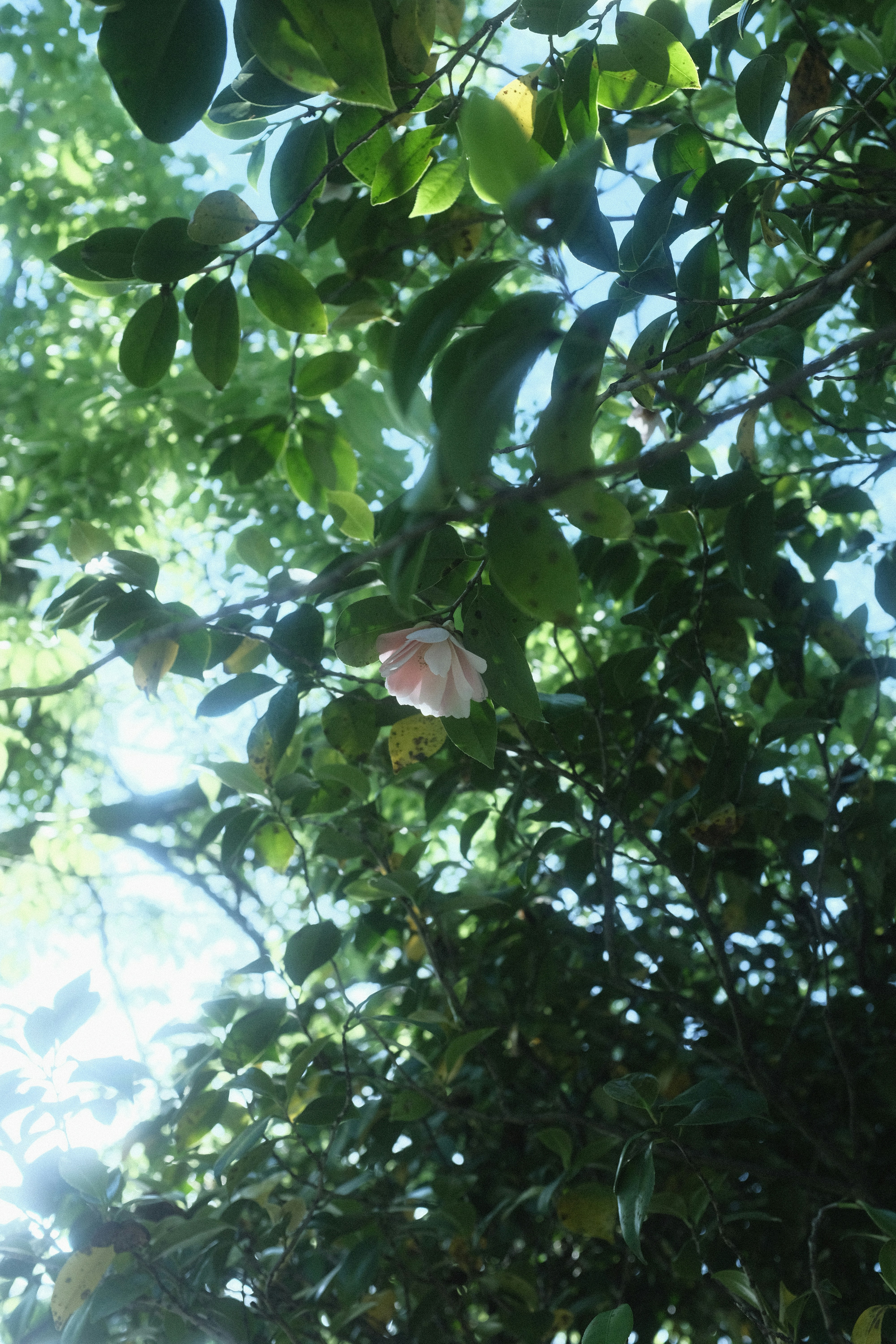 8 Shade & Shelter Ideas for Birds in Backyard Bird Watching