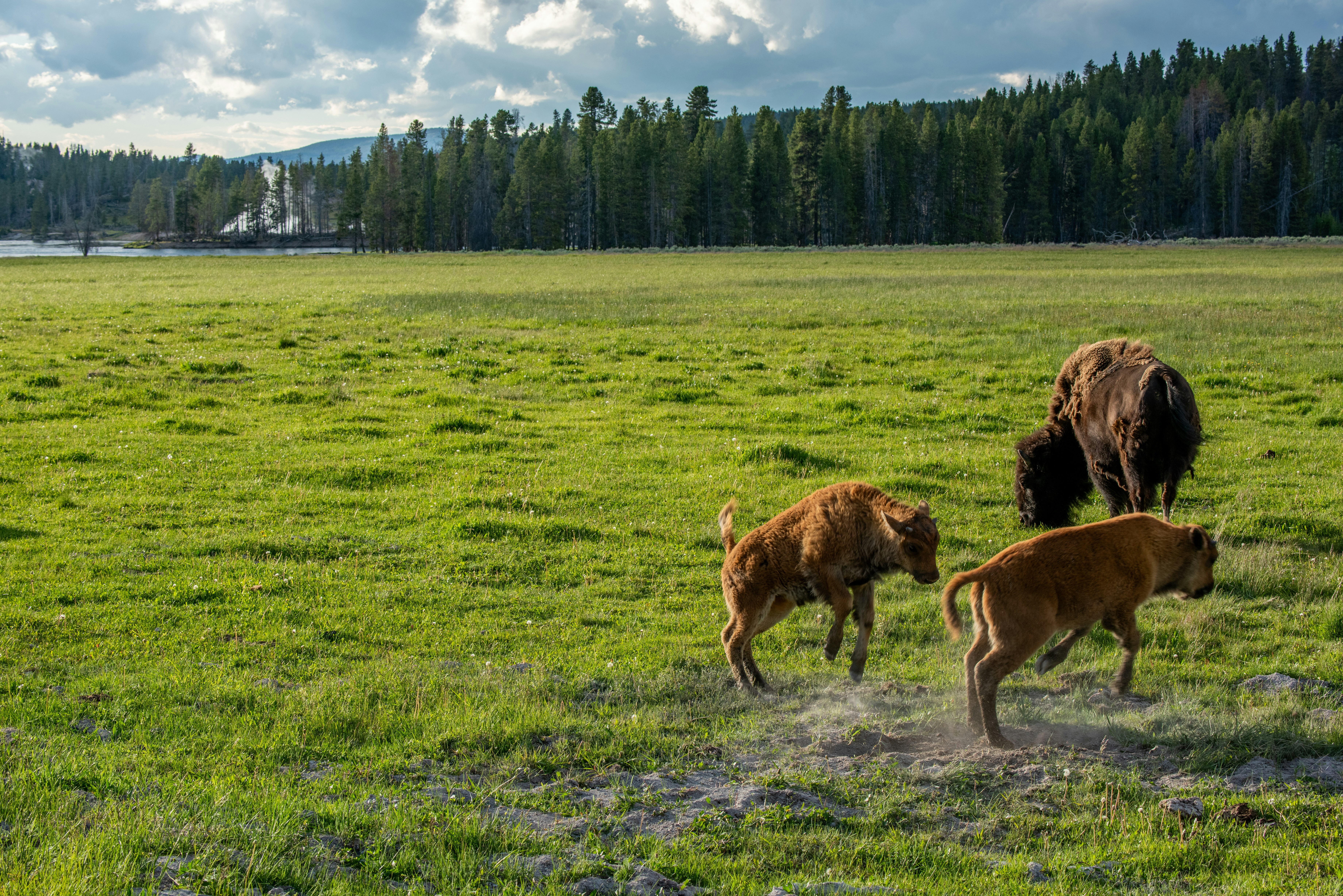 Un troupeau de bovins marchant à travers un champ verdoyant
