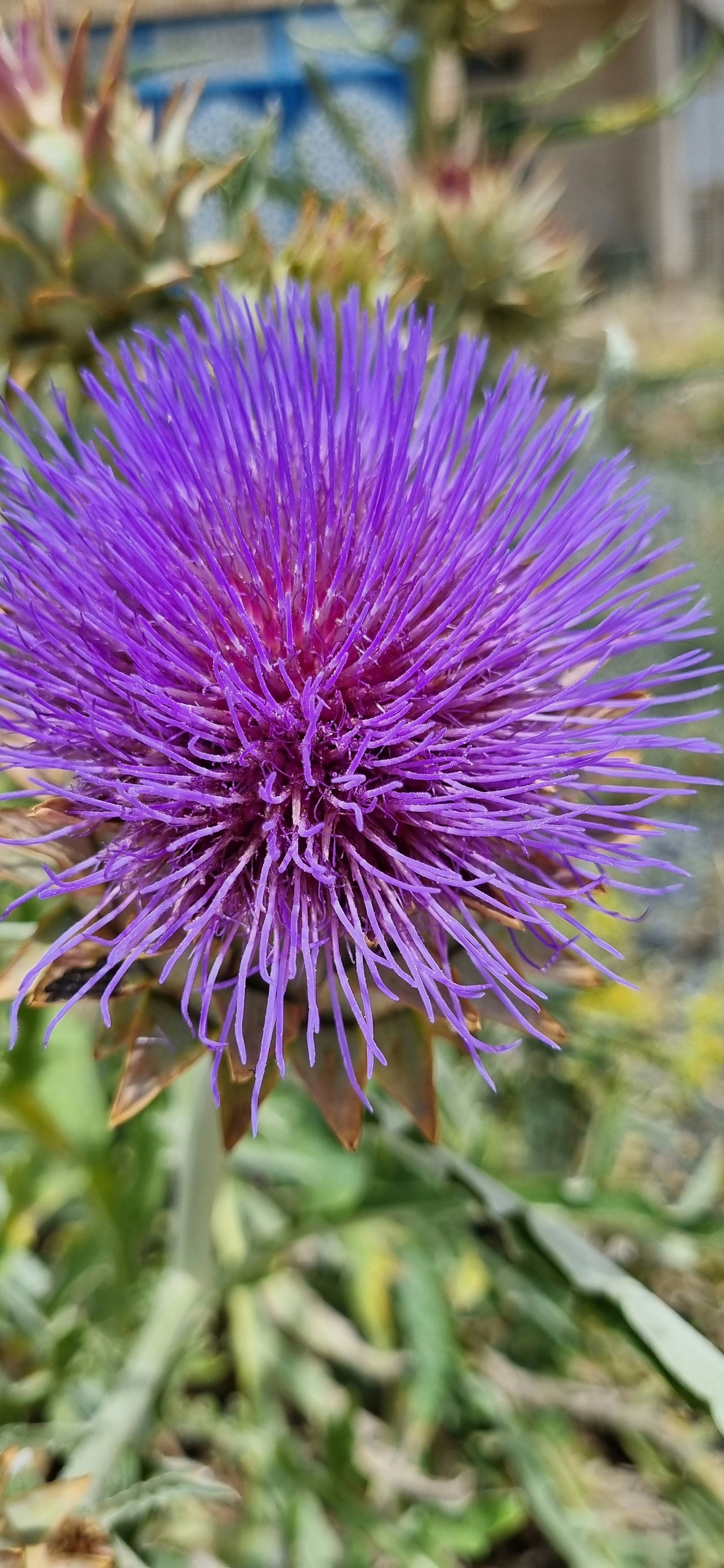 Photo by moonlightdaughterlens