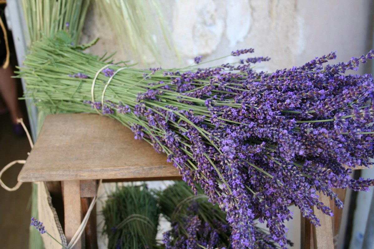 Bottes de lavande fraîchement récoltées et liées en bouquets, prêtes à sécher tête en bas parmi les fleurs séchées du jardin