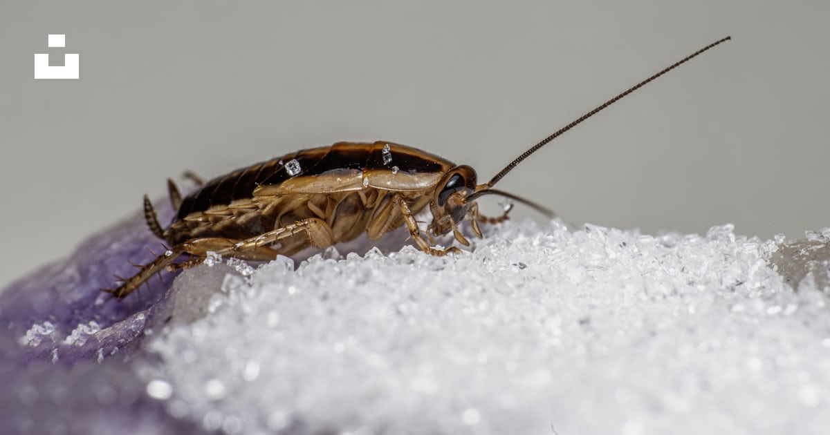 A close up of a cockroach on a purple object photo – Free Brown Image ...