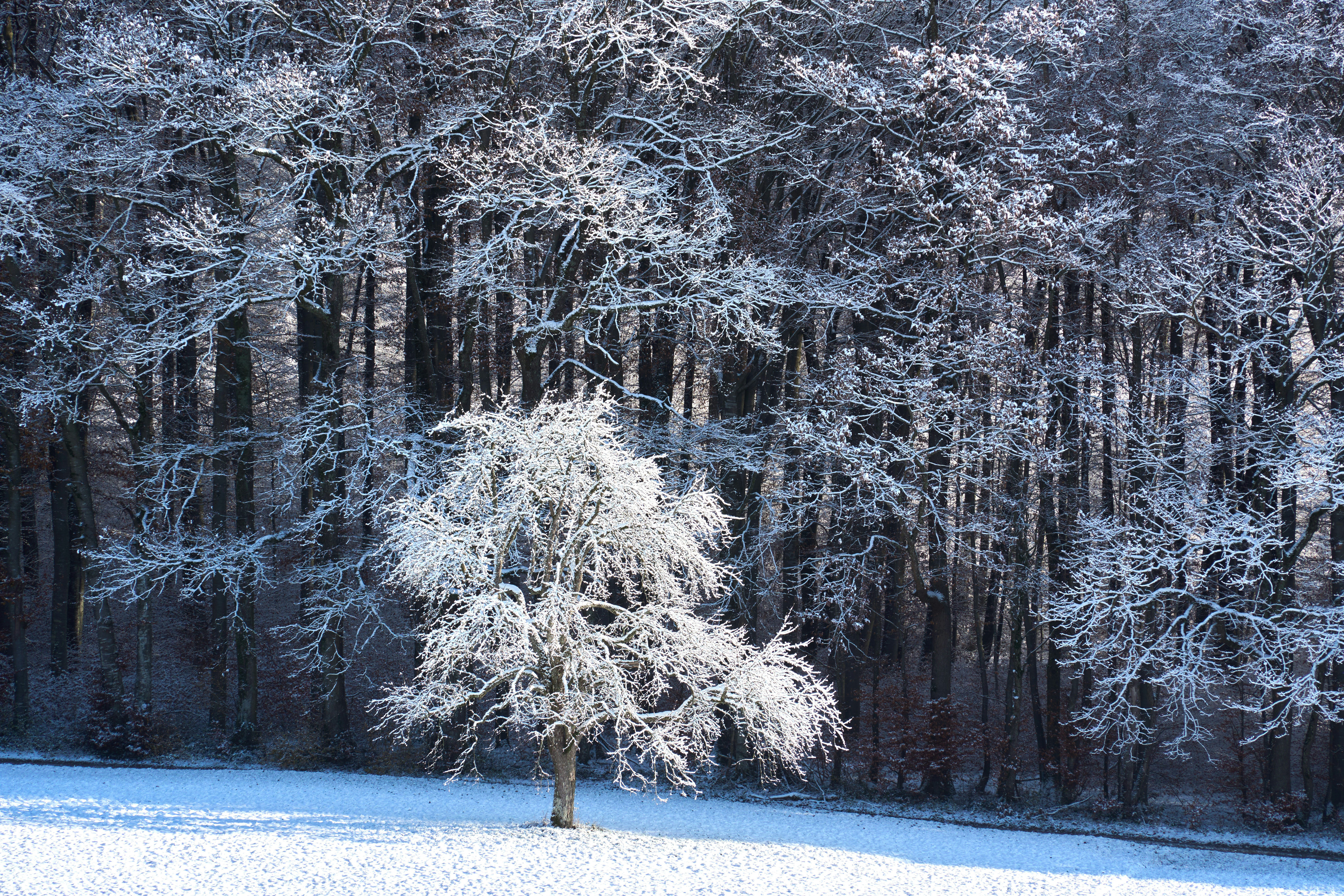 Photo by wolfgang_hasselmann