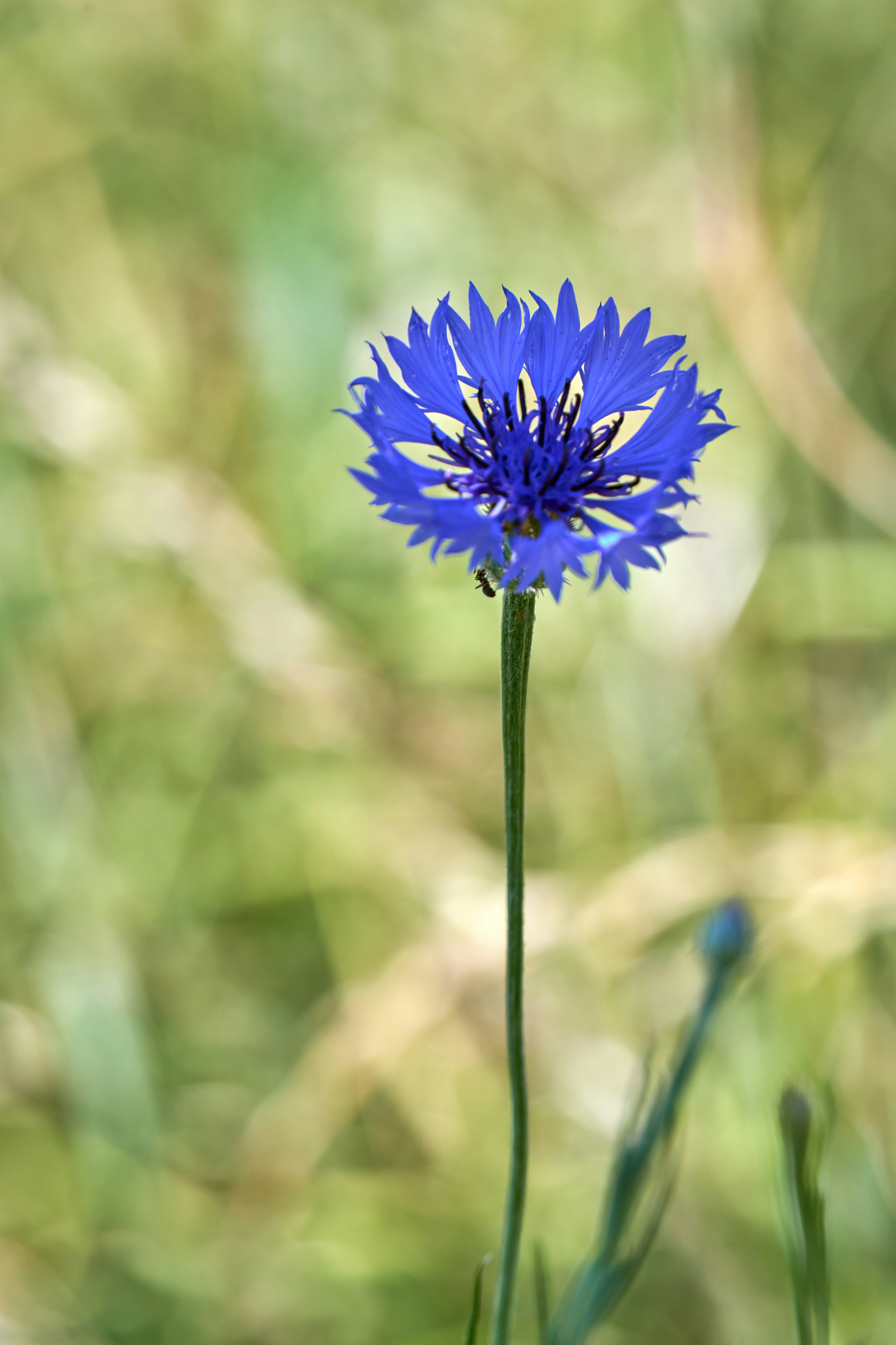 Photo by wolfgang_hasselmann