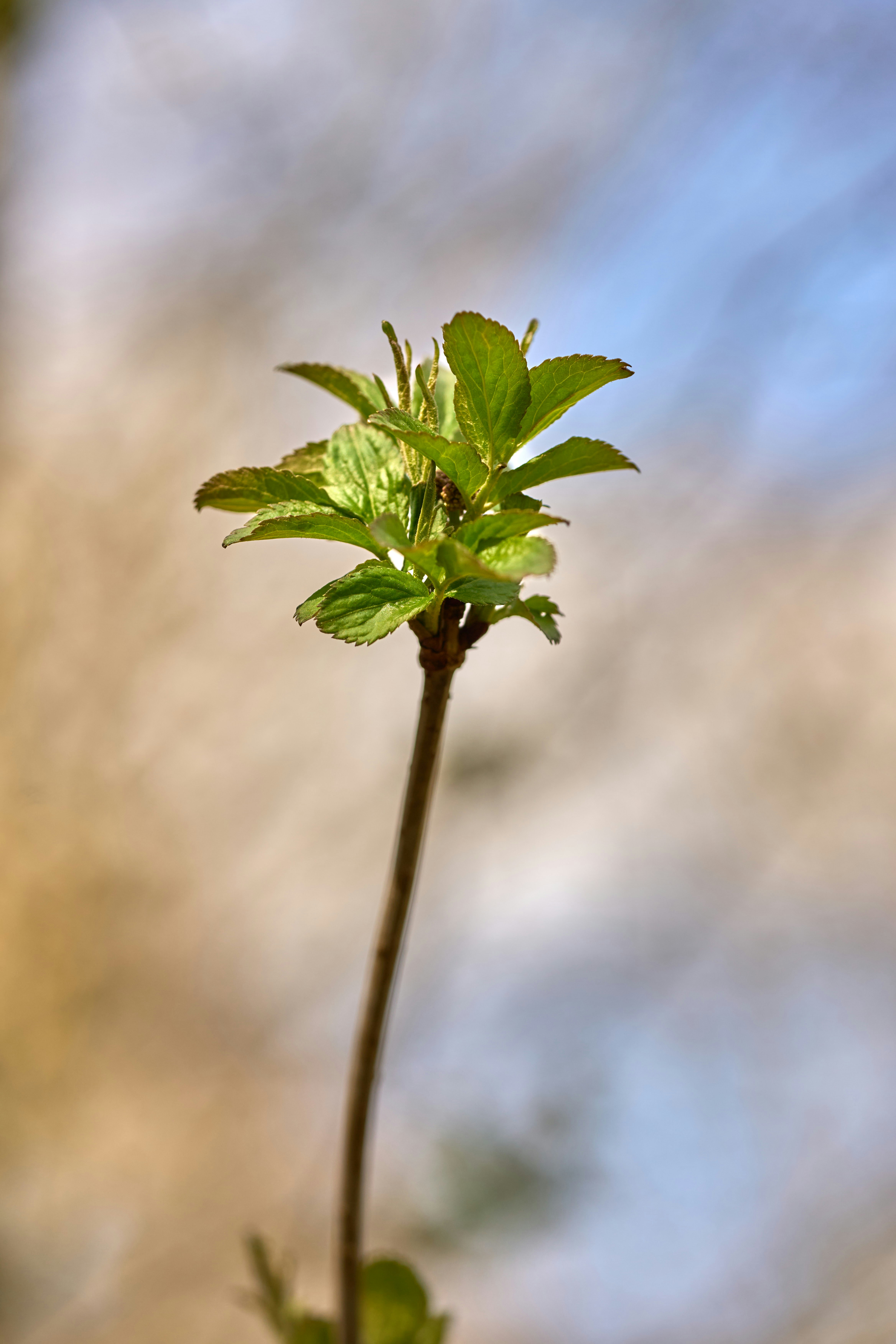 Photo by wolfgang_hasselmann