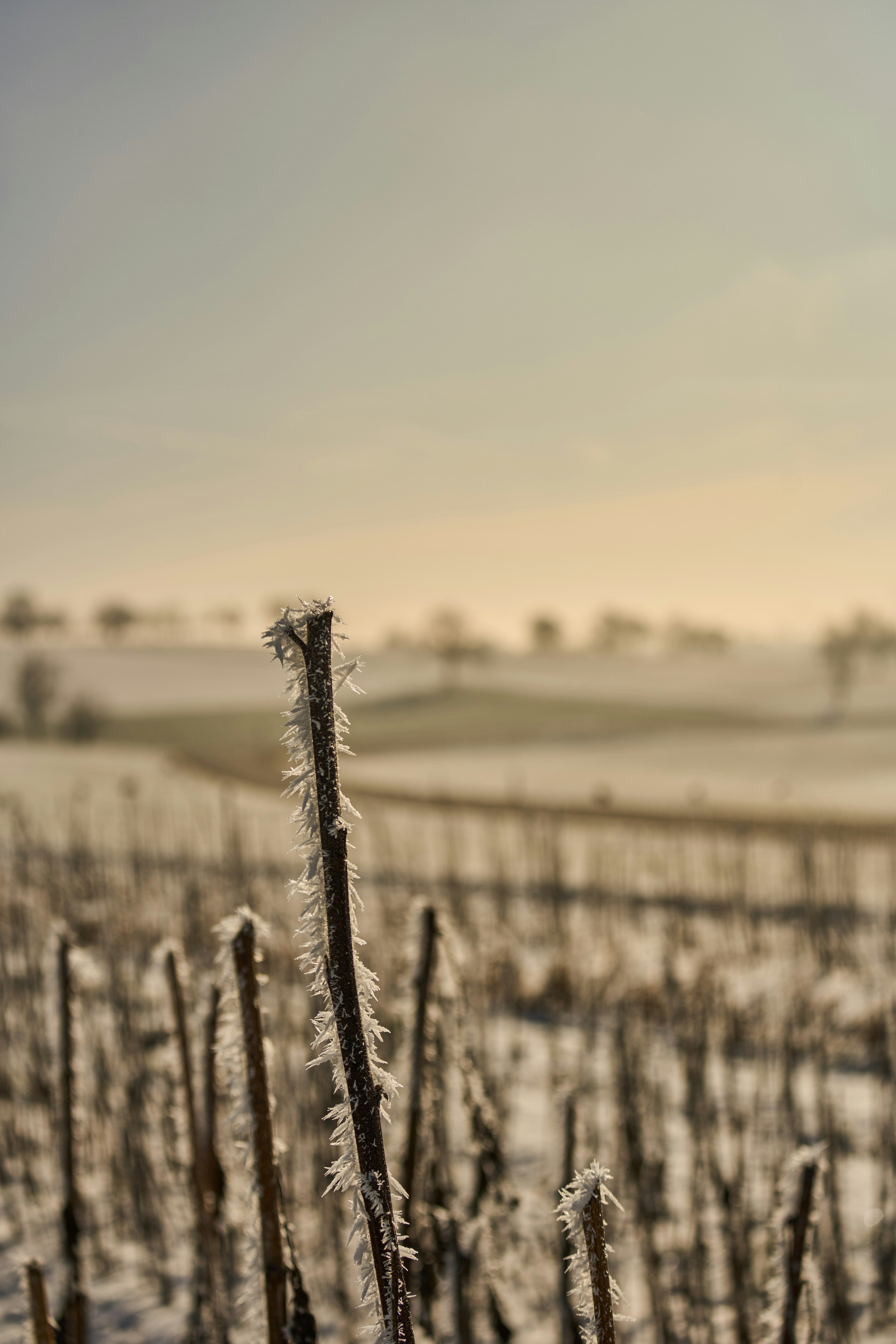 Photo by wolfgang_hasselmann