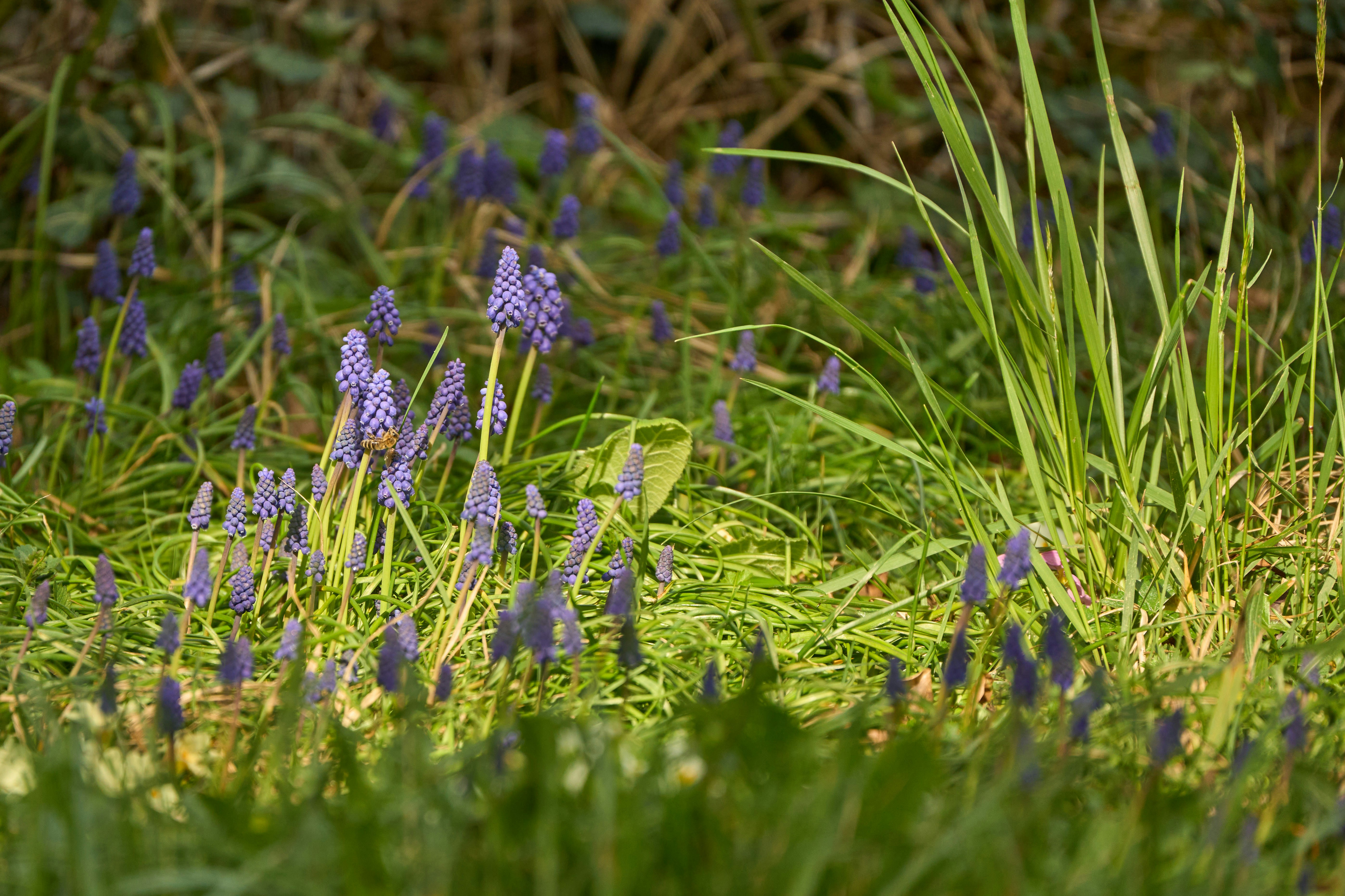 Photo by wolfgang_hasselmann