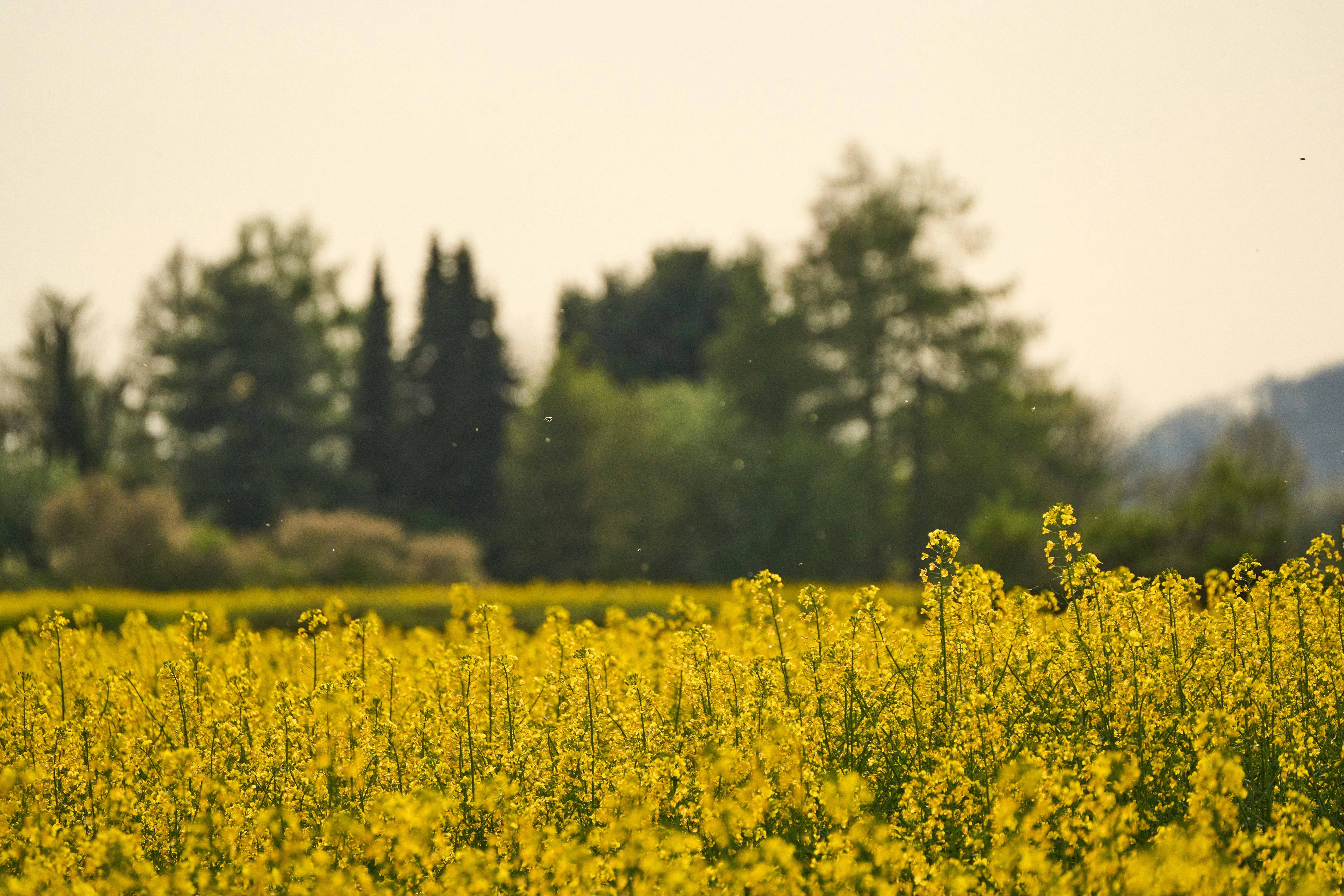 Photo by wolfgang_hasselmann