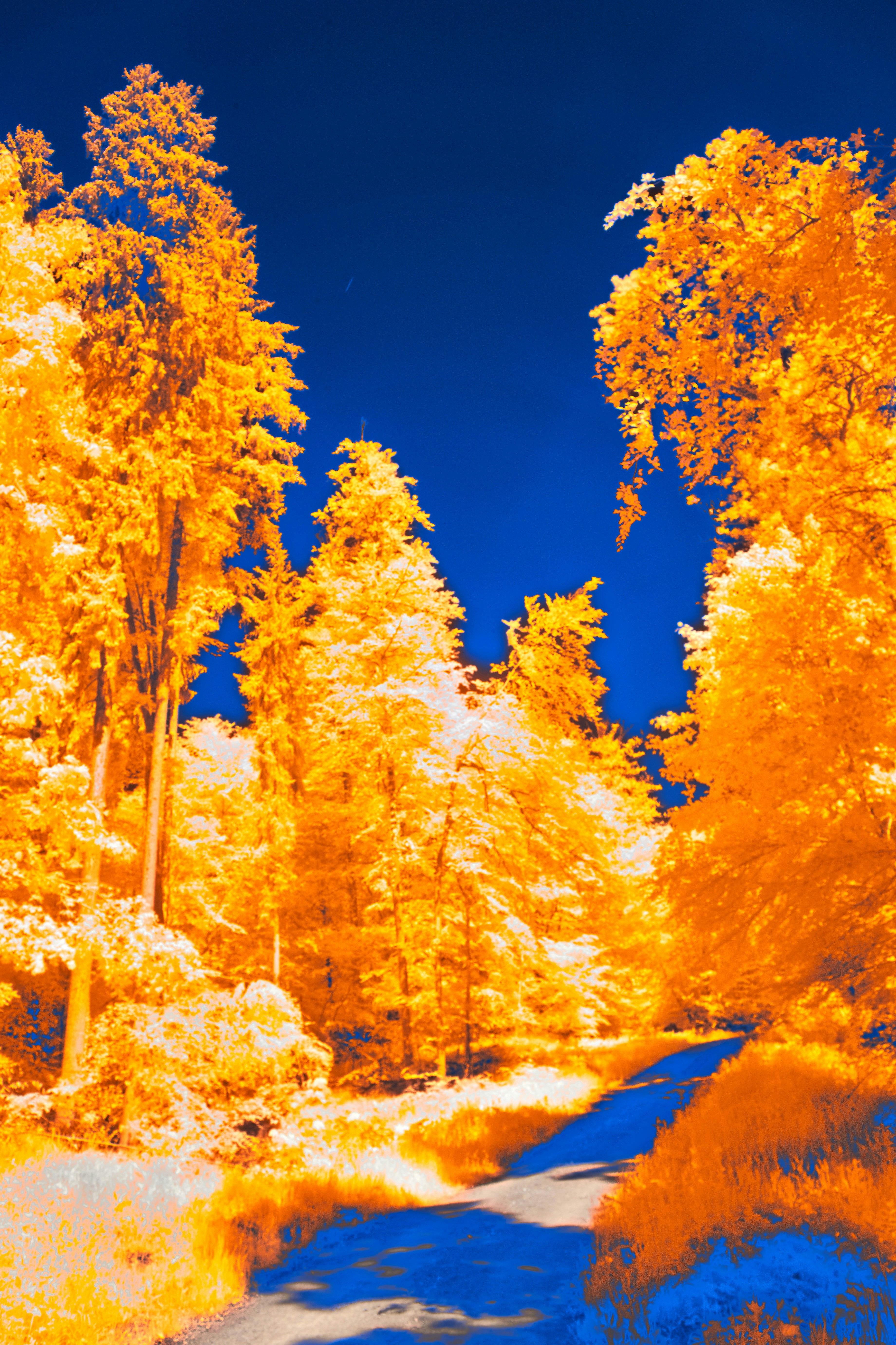 Photo by wolfgang_hasselmann