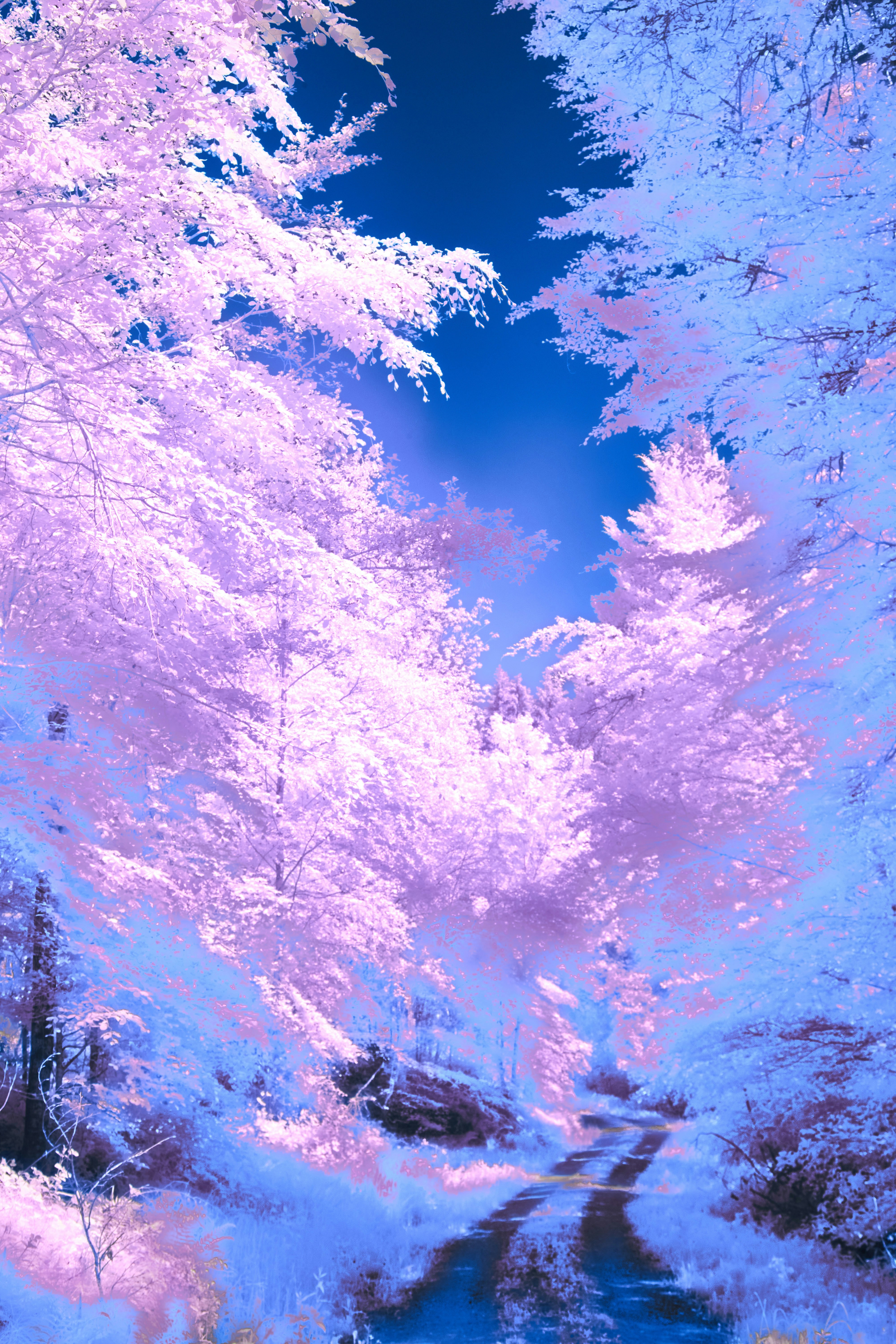 Photo by wolfgang_hasselmann