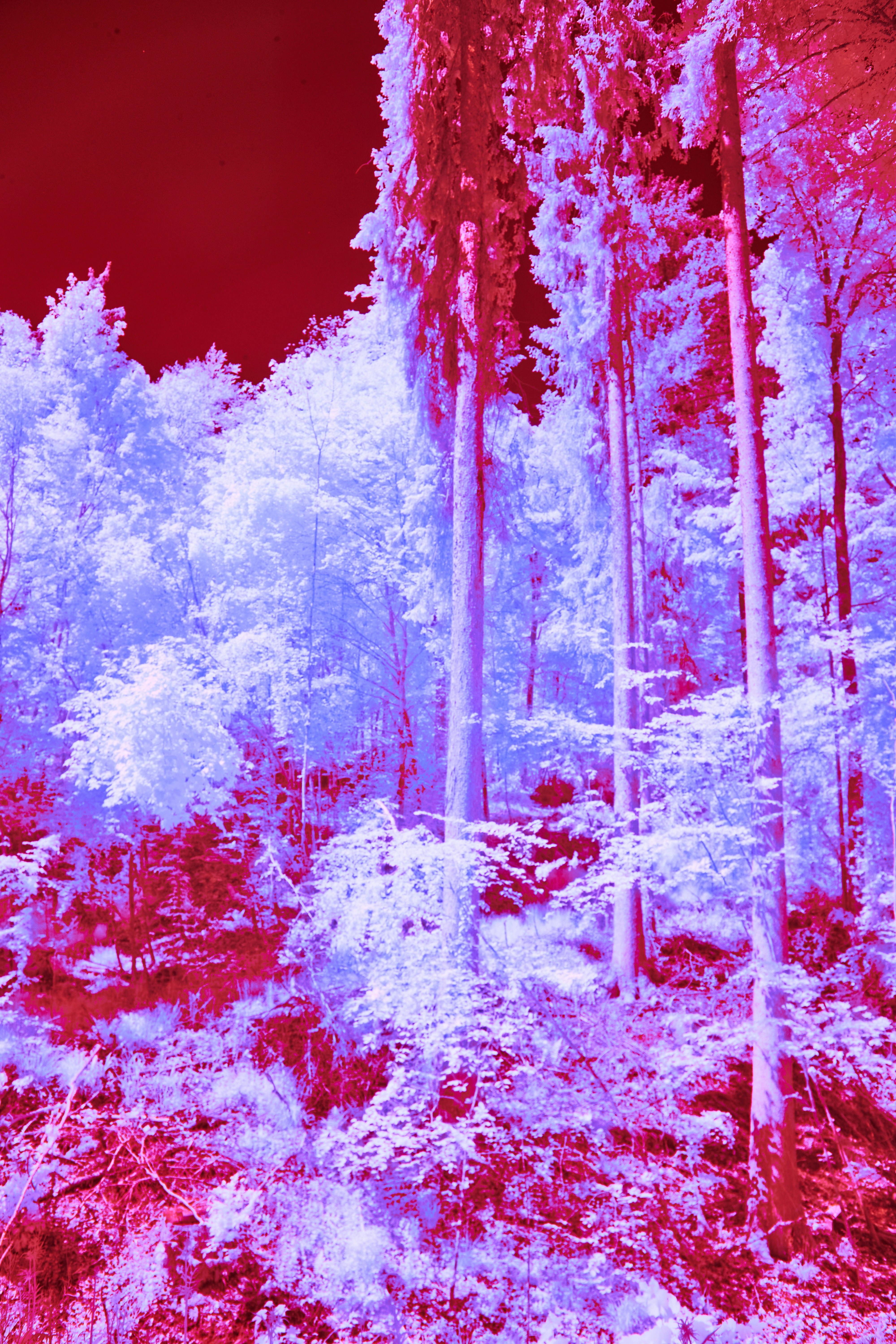 Photo by wolfgang_hasselmann