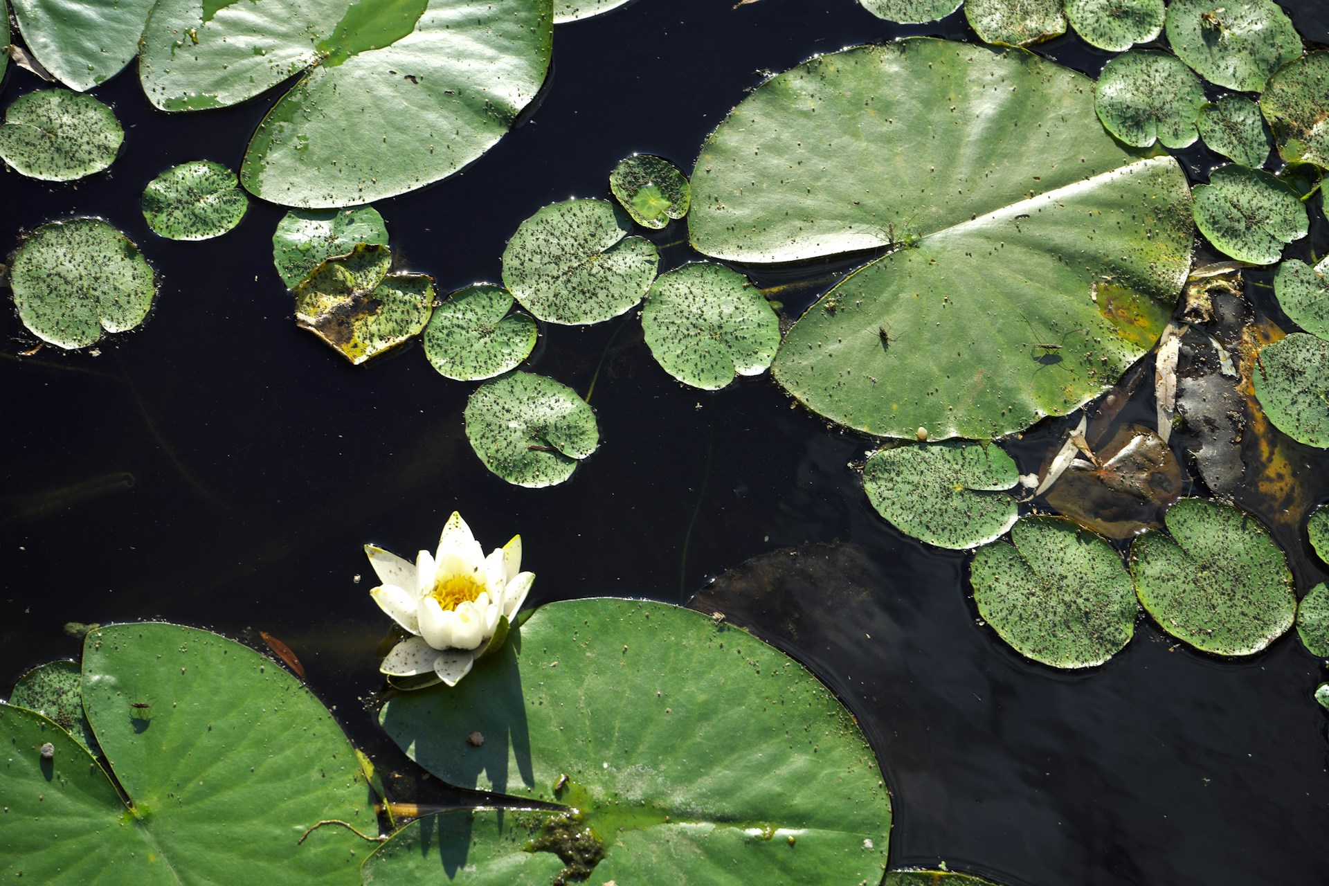 A white flower floating on top of a pond filled with lily pads