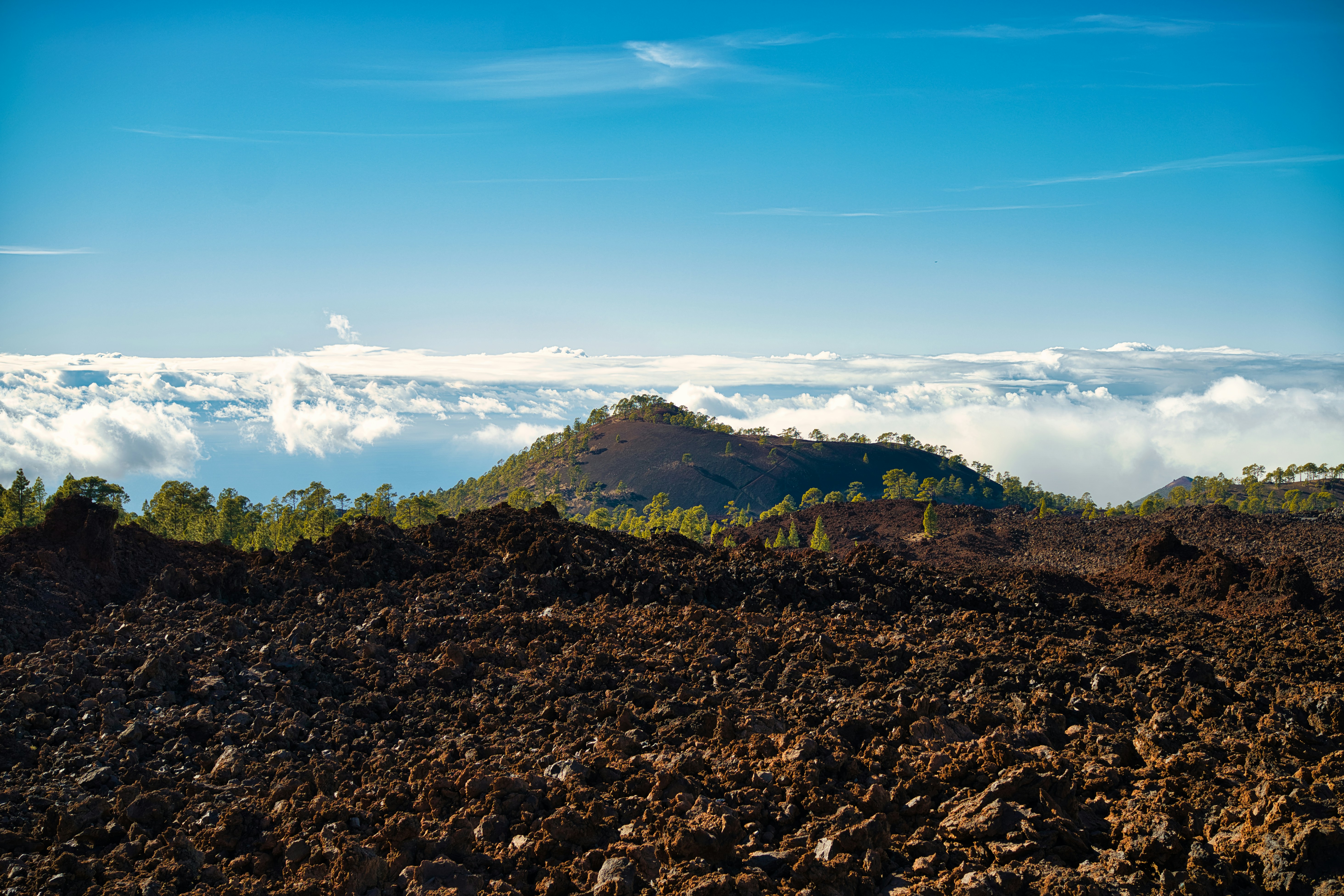 🌱 초록 위로, 식물이 건네는 마음의 평화: 당신의 공간에 행복을 심는 법