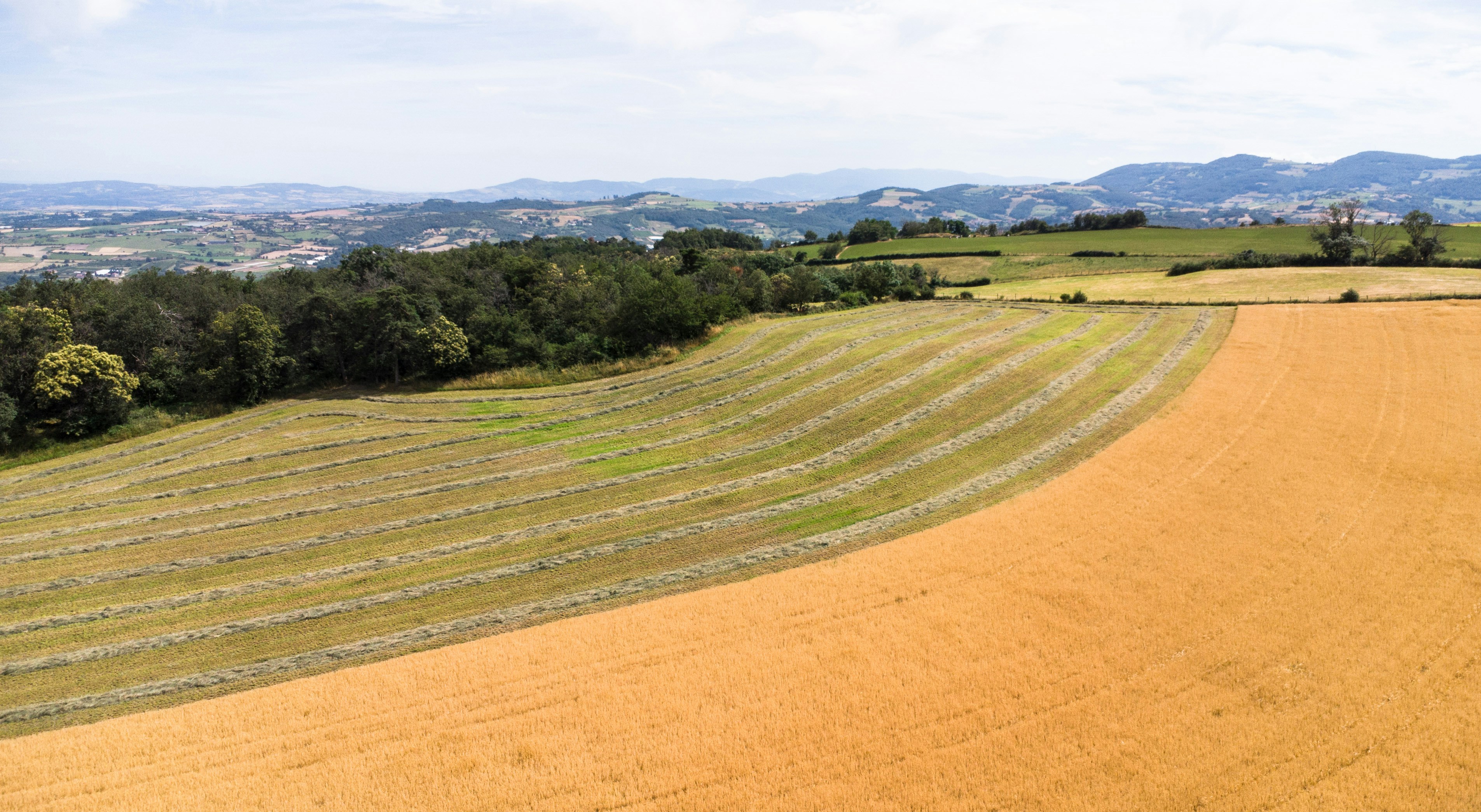 Aerial view of large agricultural field with trees