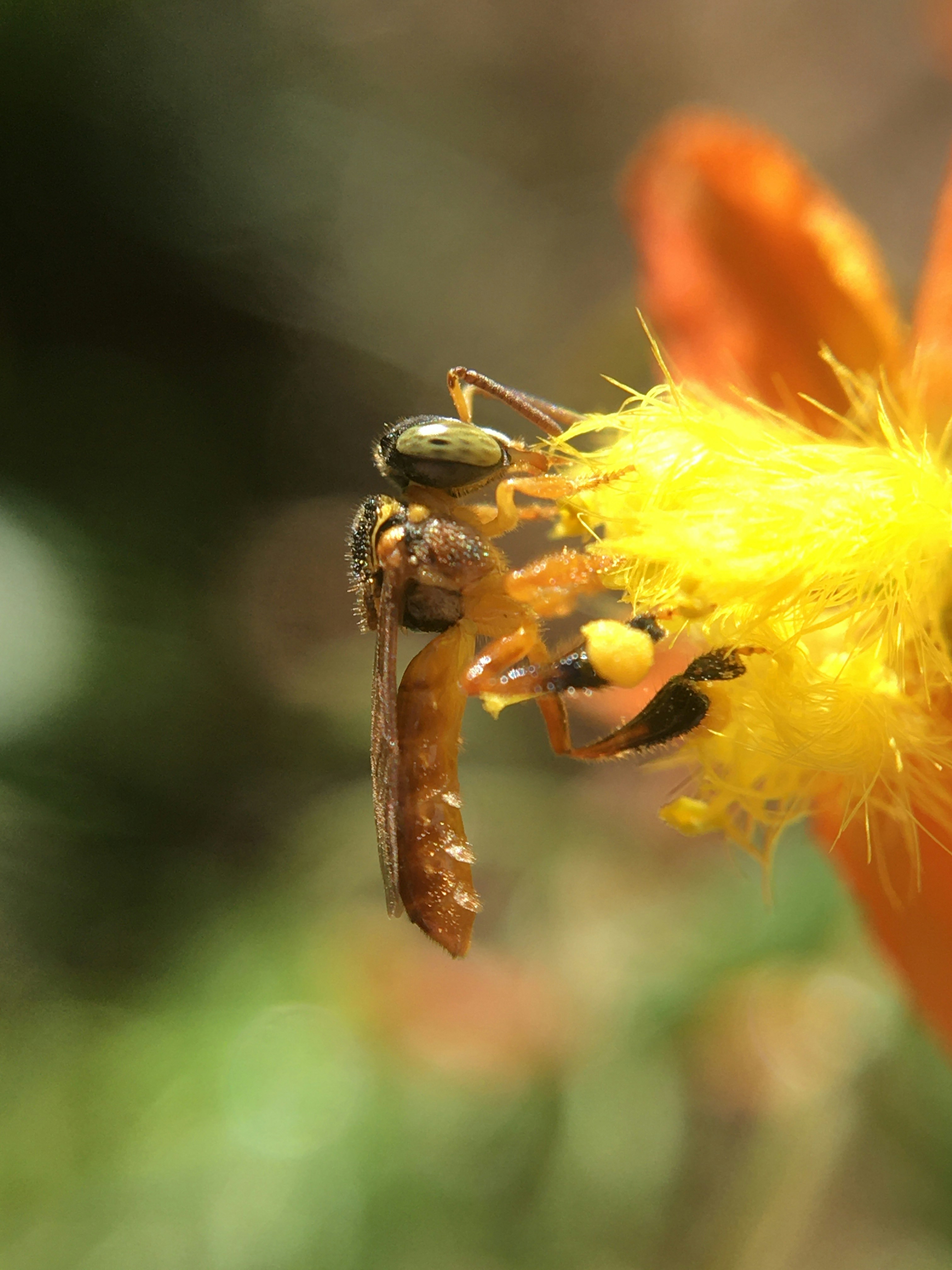 A close up of a spider on a flower