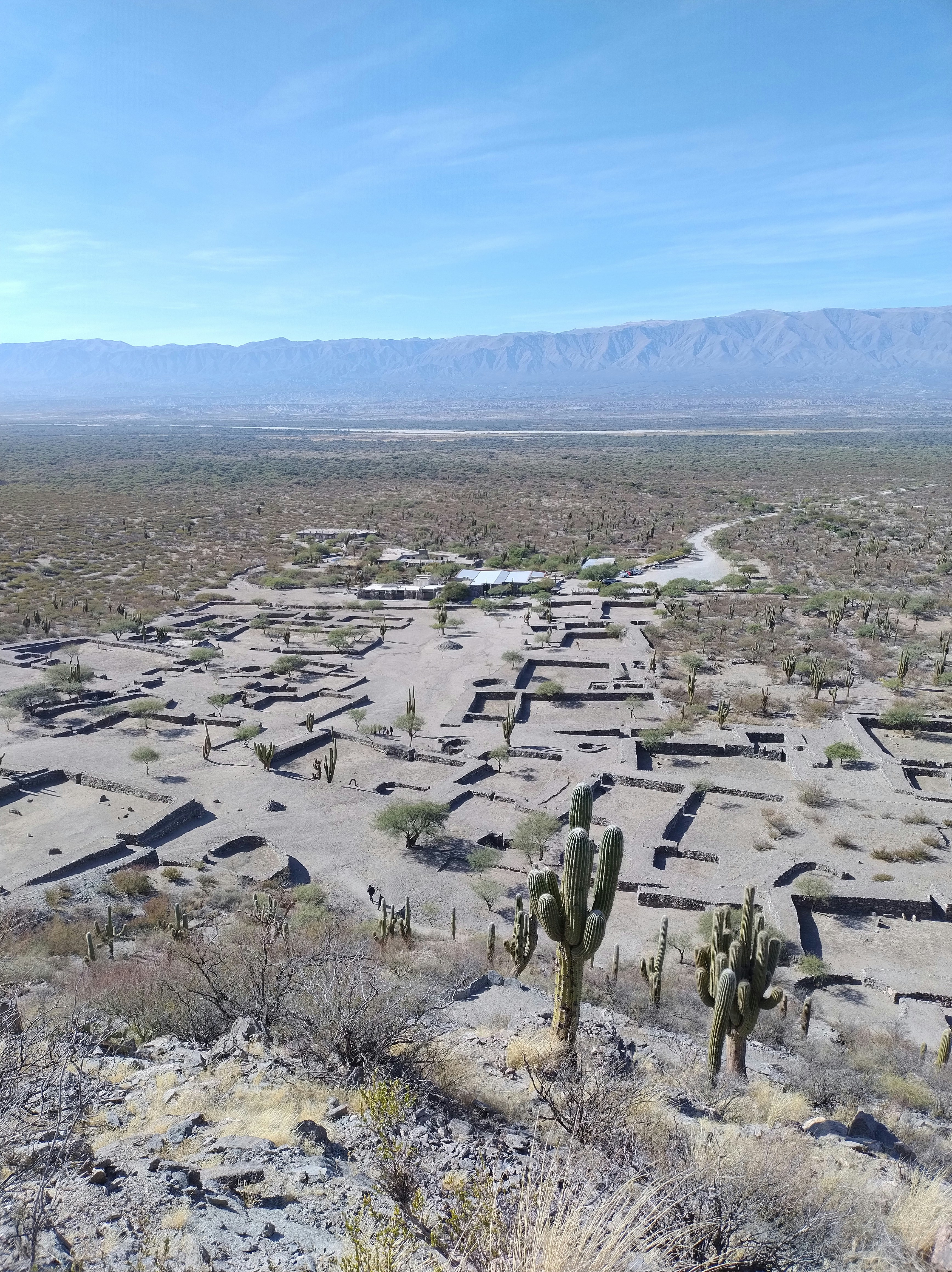A view of a desert with a lot of cacti