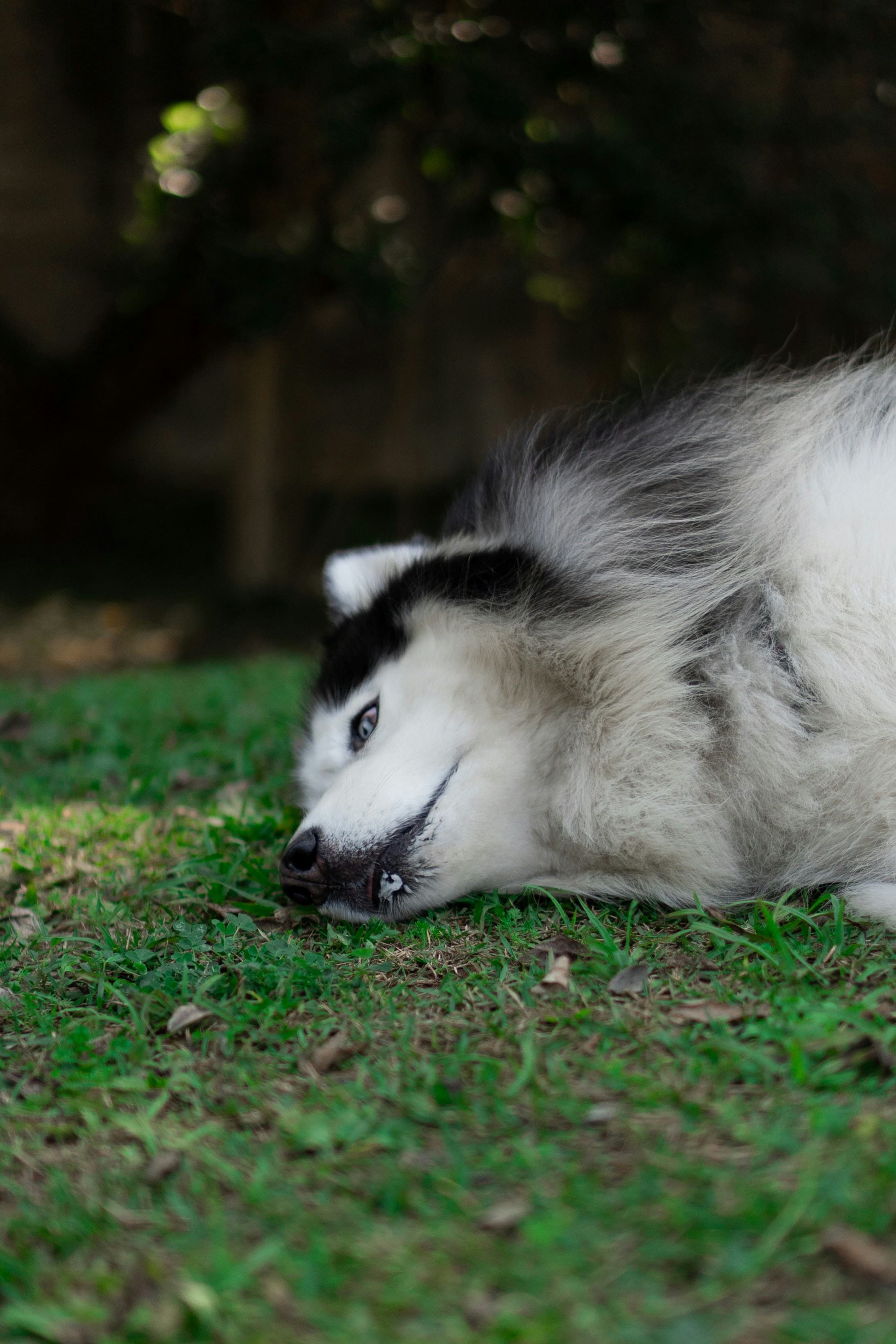 Photo by wolfart32