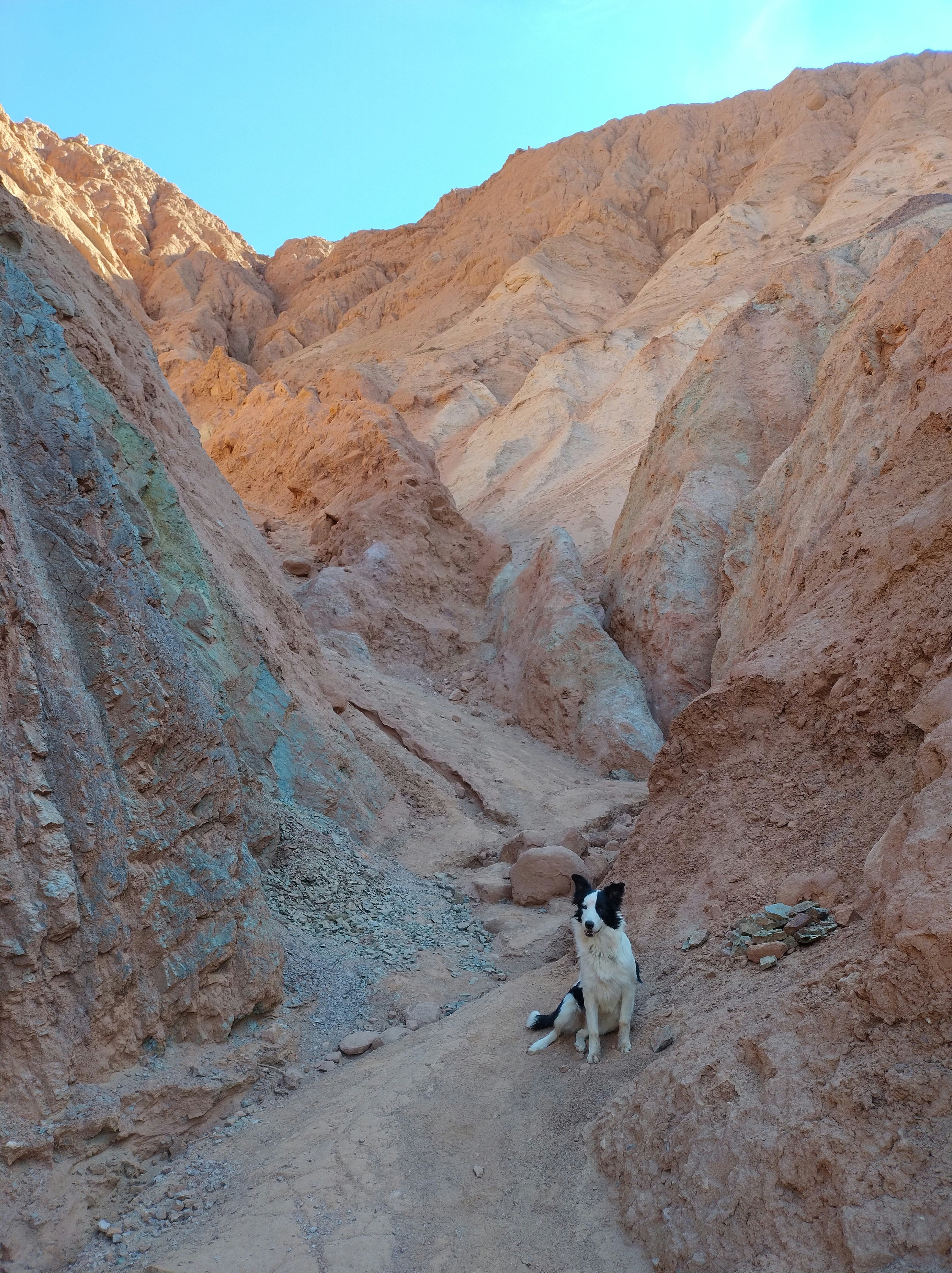 A black and white dog standing on a dirt road