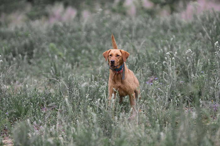 Grass, dust & dander