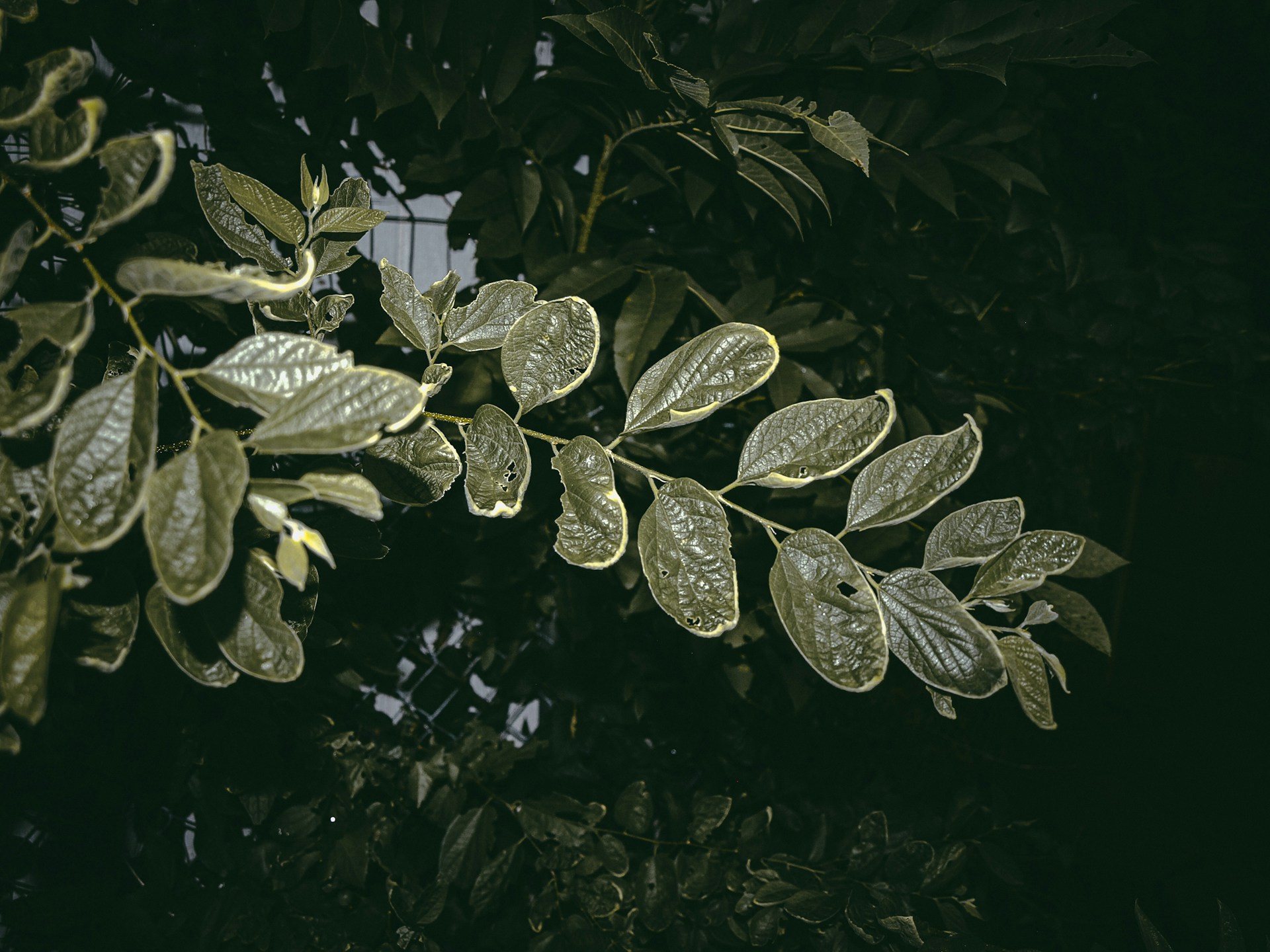 A green leafy tree branch in front of a building