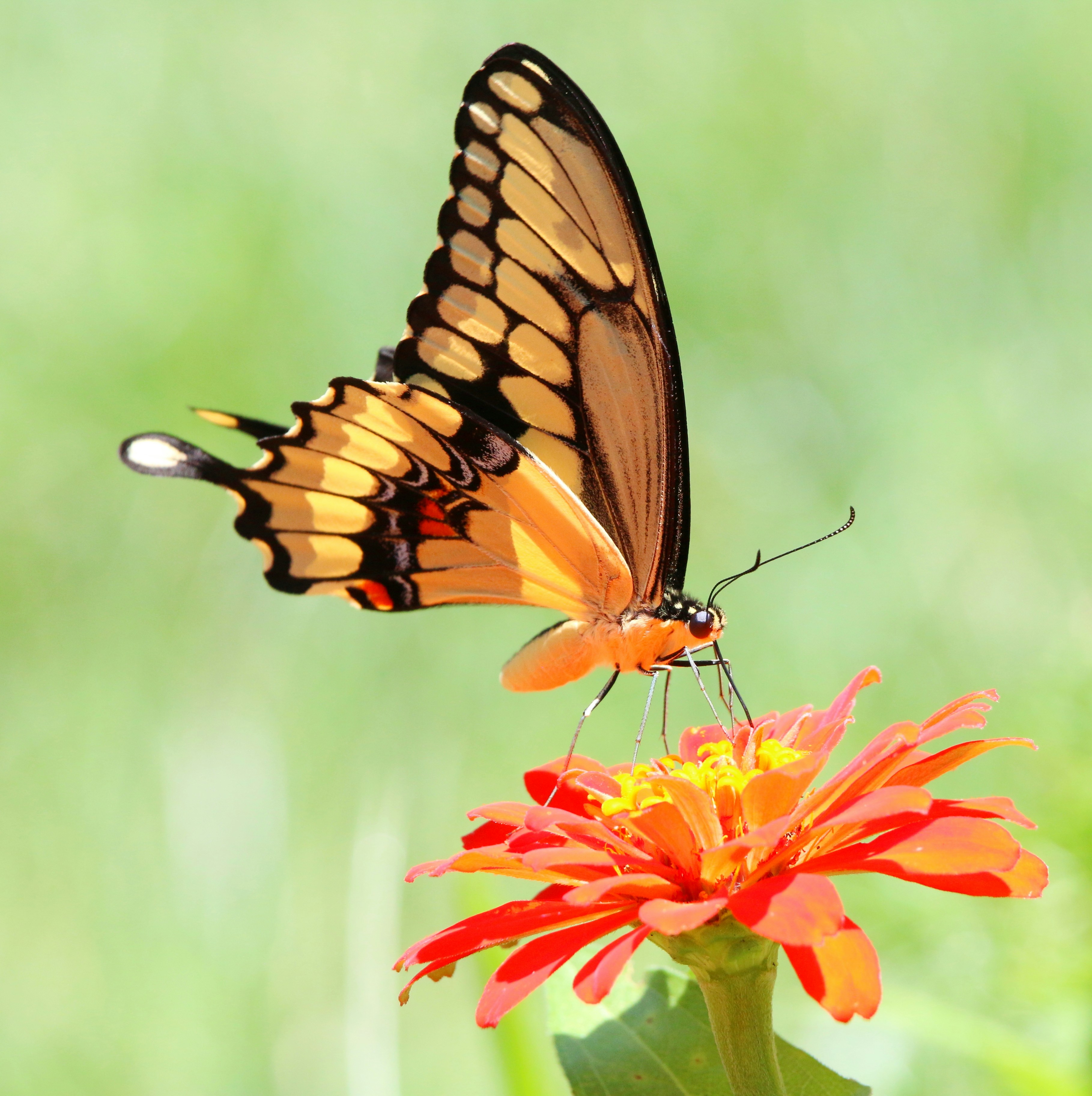 Photo by goldenplover31